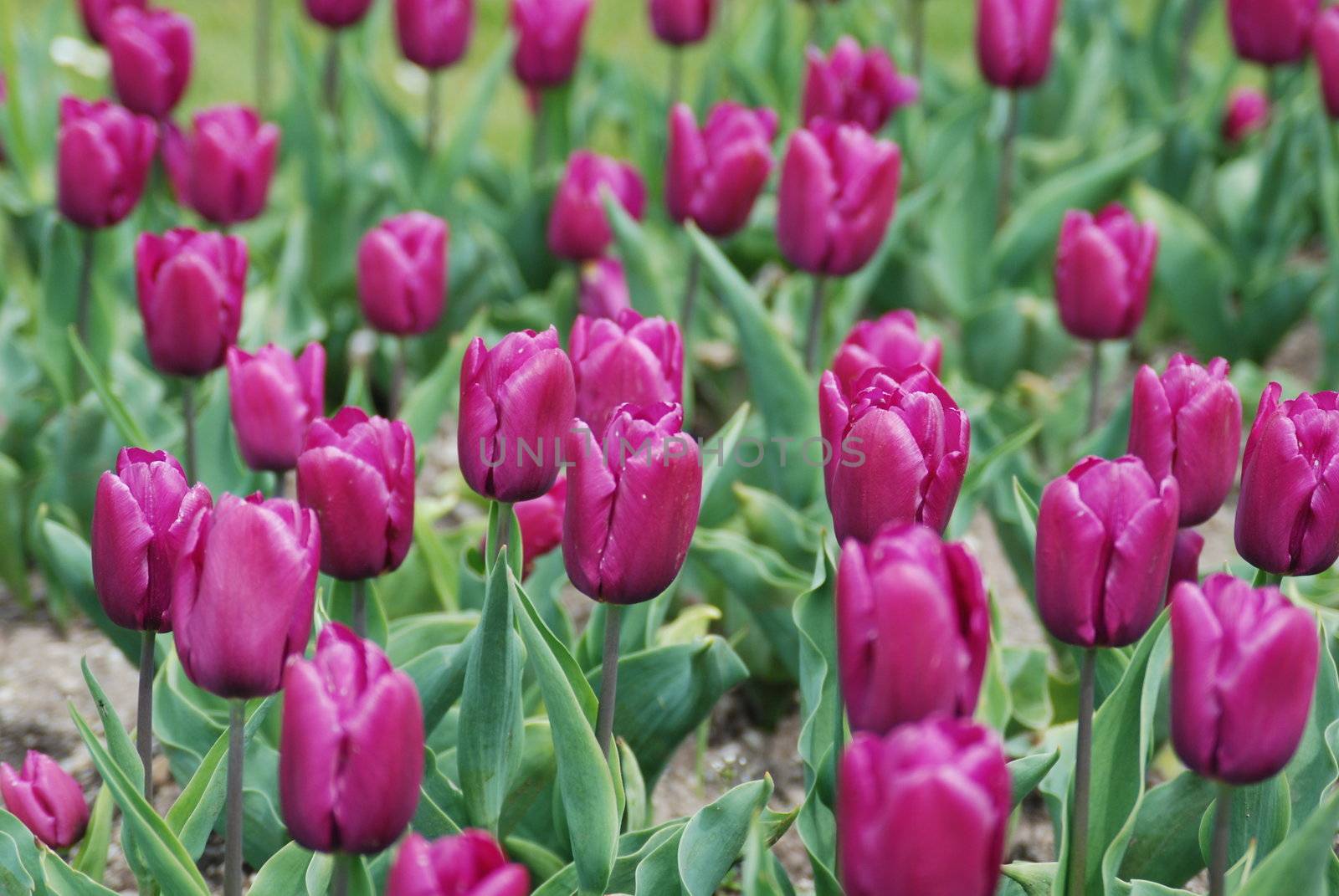 tulips in spring time