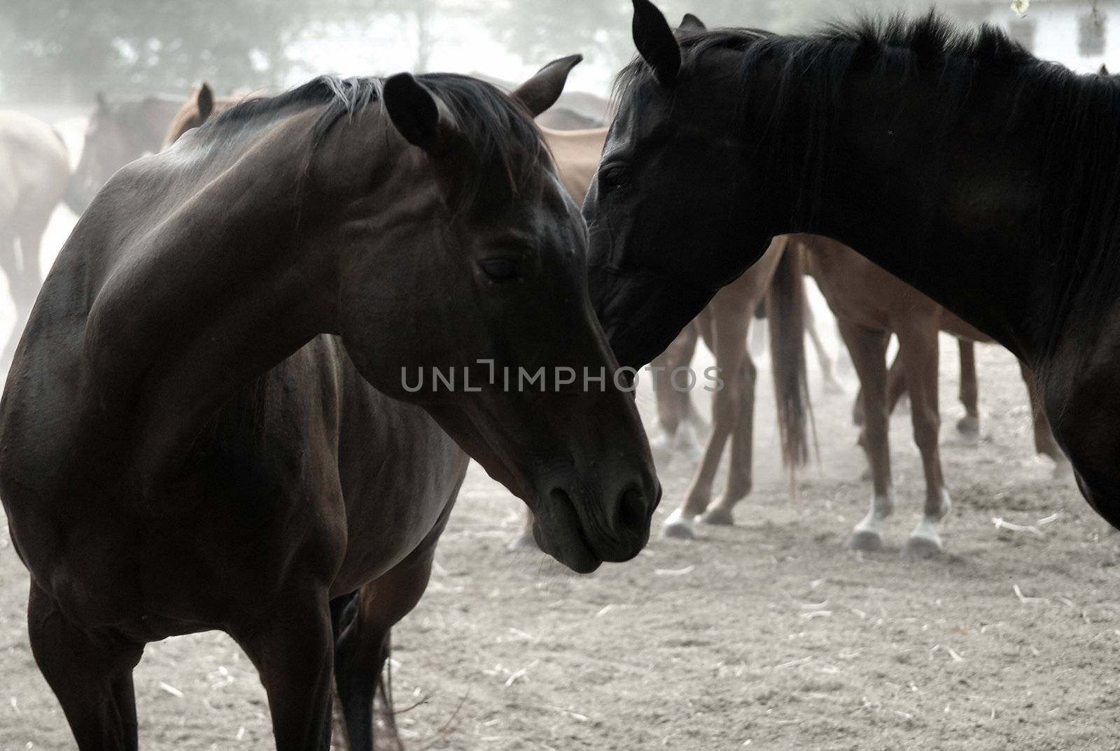 Horse Herd in the countryside of Ukraine