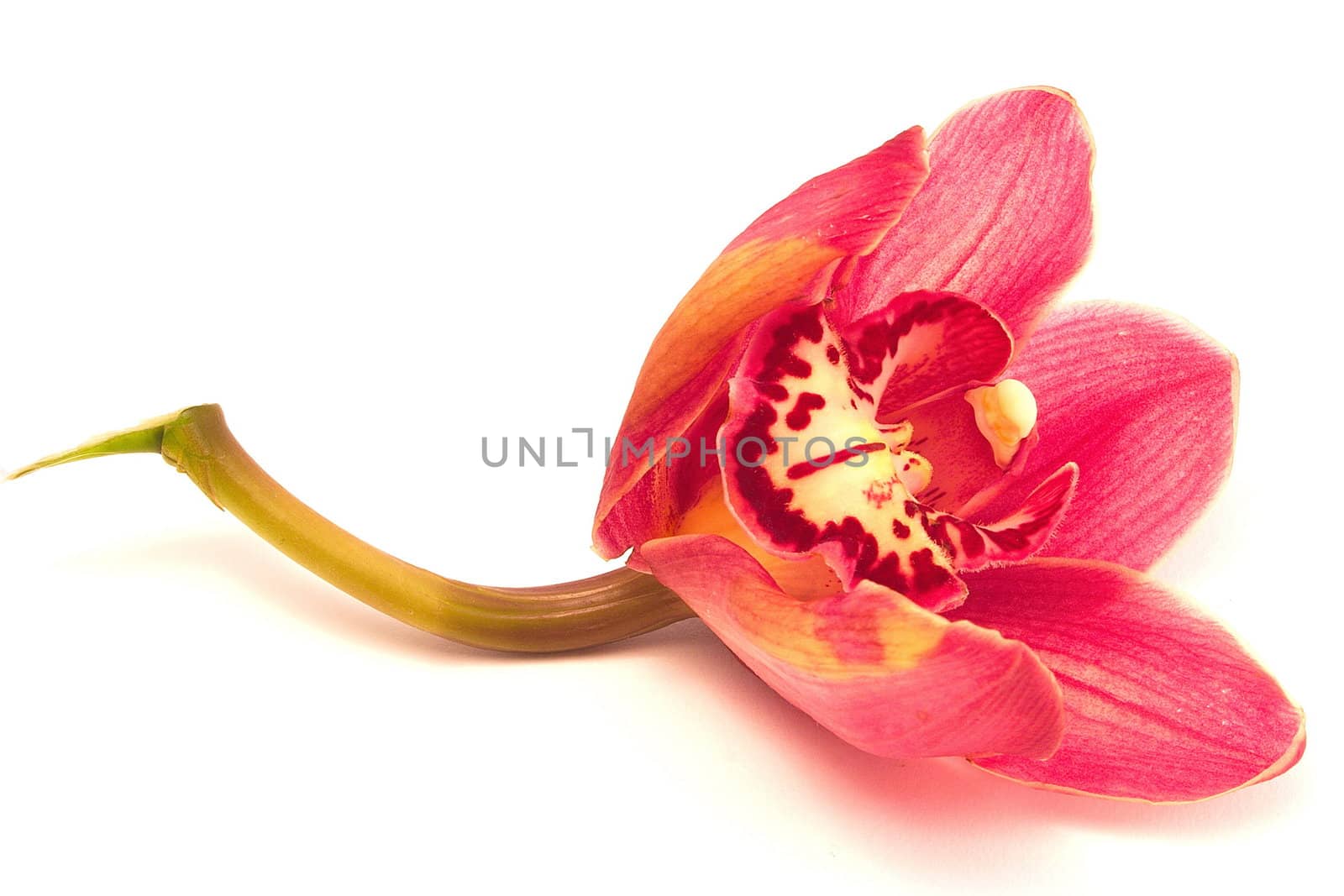 oriental red orchid over a white background