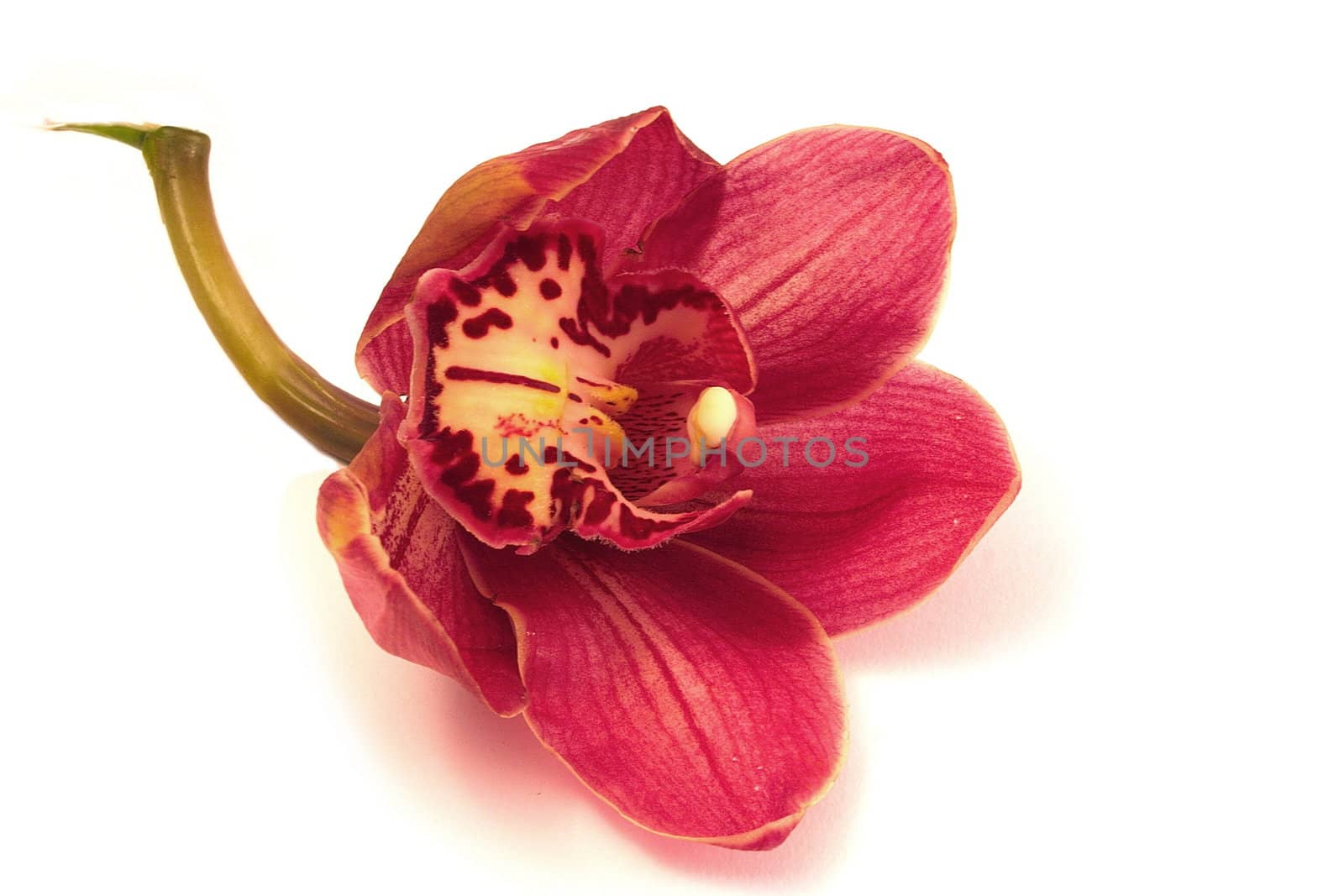 red orchid over a white background