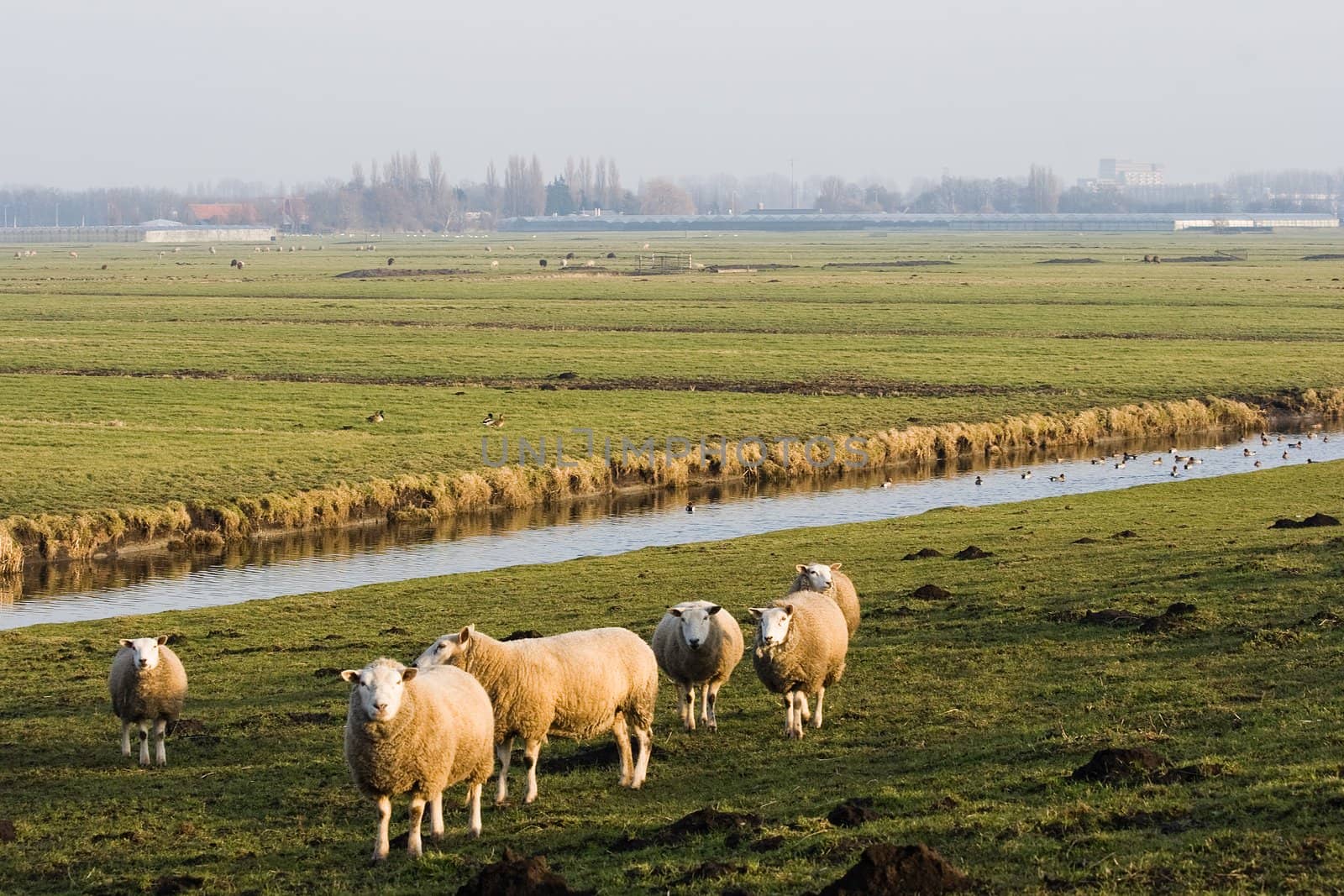 Dutch polder landscape in winter with sheep in foreground and city in background