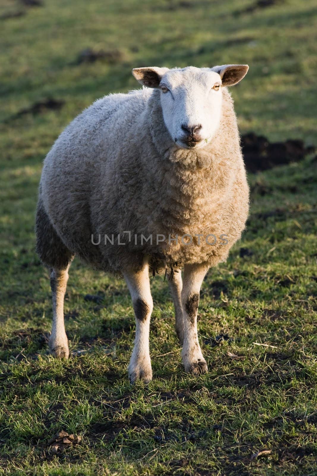 Curious Sheep, standing and staring in meadow-land