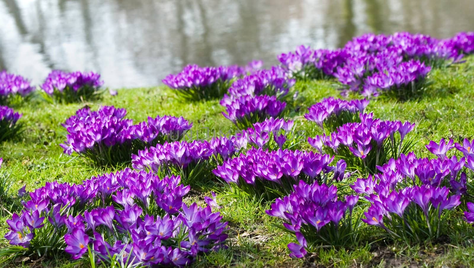 Purple spring crocus blooming at the waterside in march