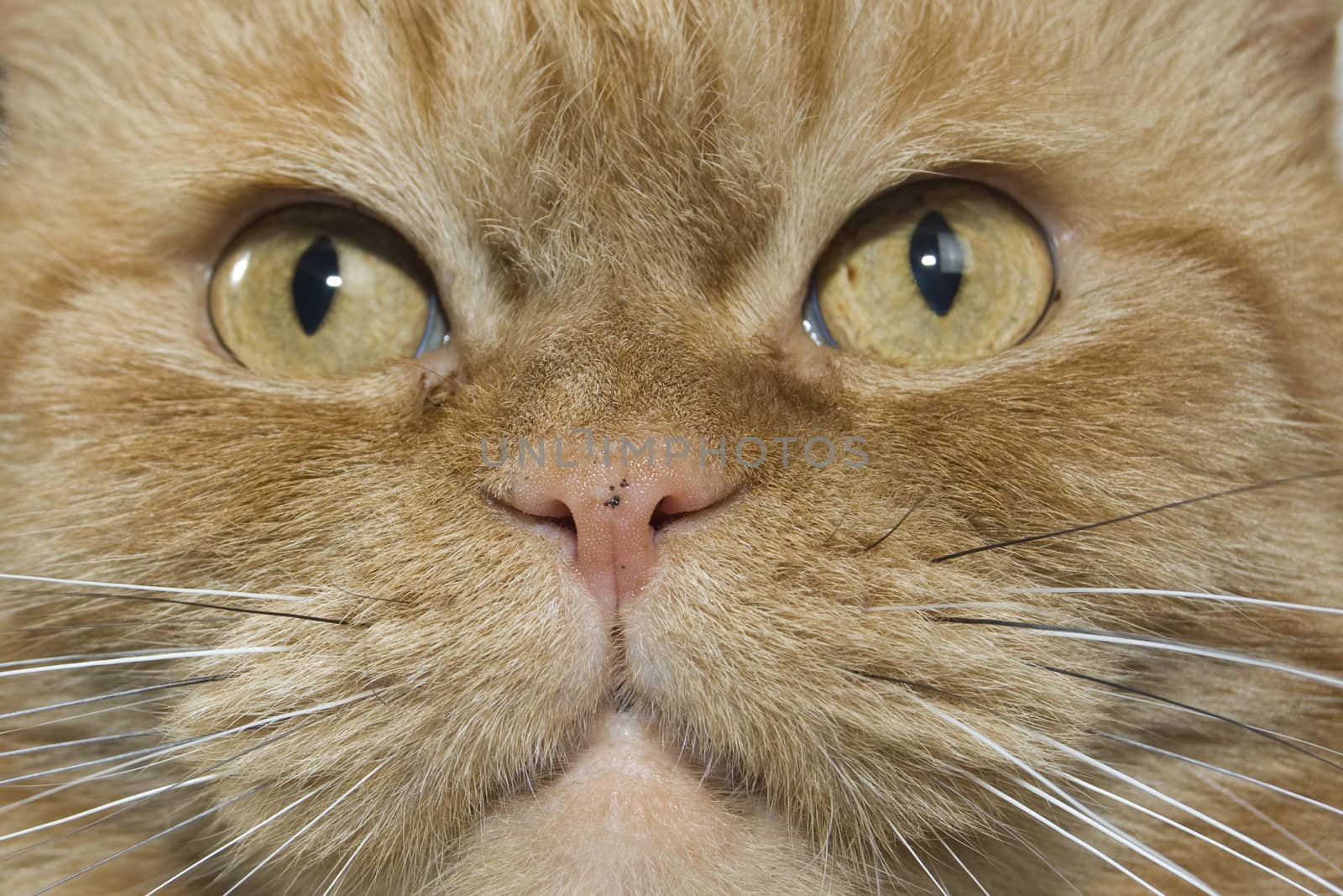 close up of a red domestic cat