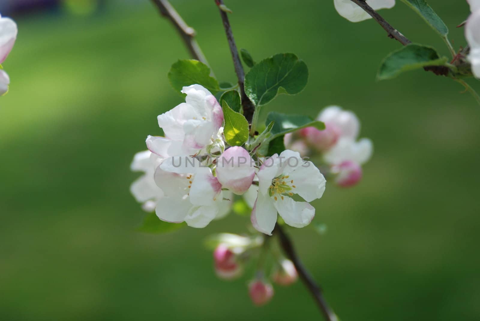 Apple tree in blossom by Riviera