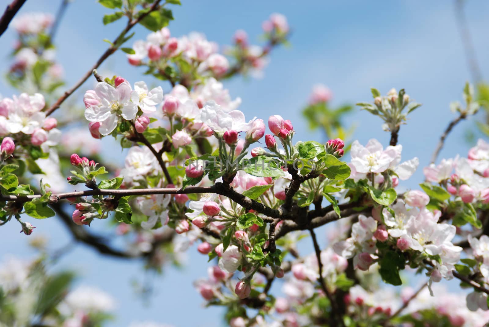 Apple tree in blossom by Riviera