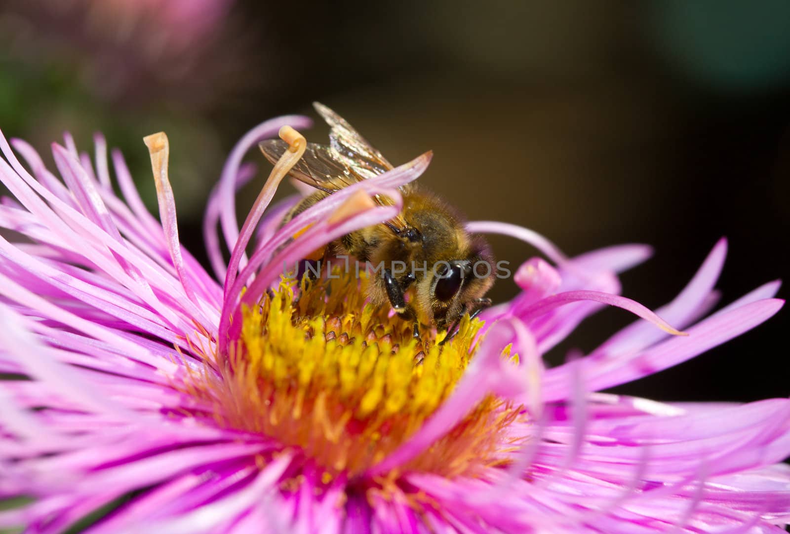 bee on pink flower by Alekcey