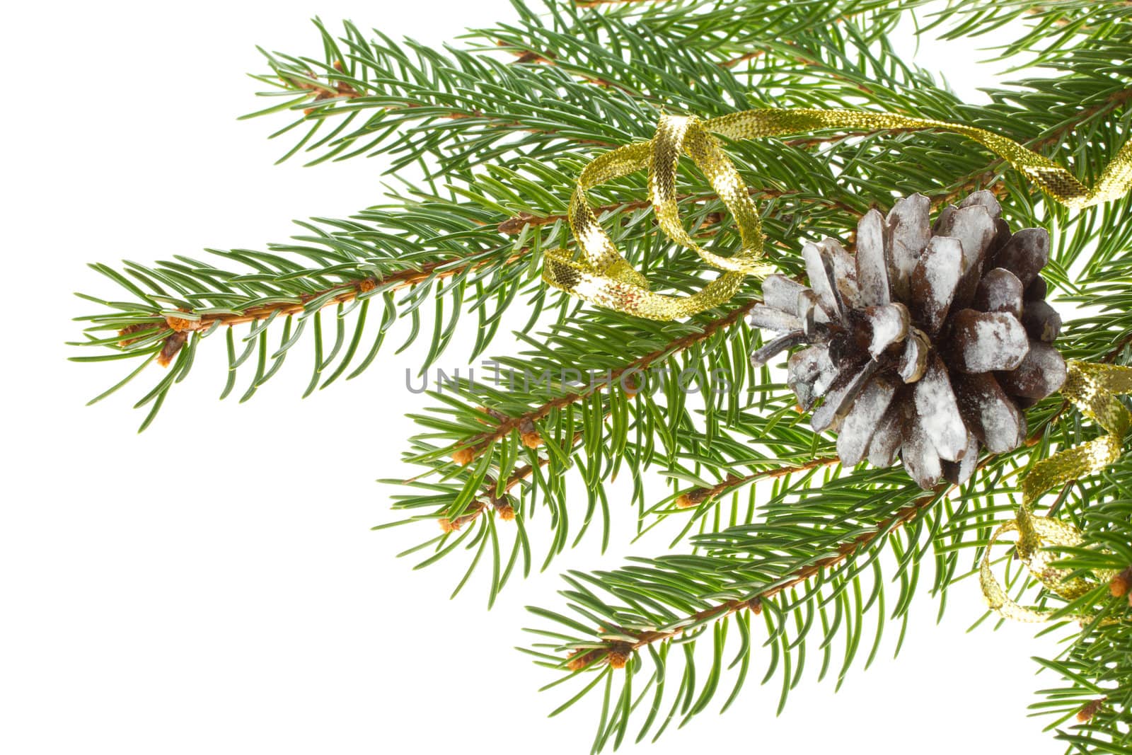 close-up decorated fir tree with cone, isolated on white