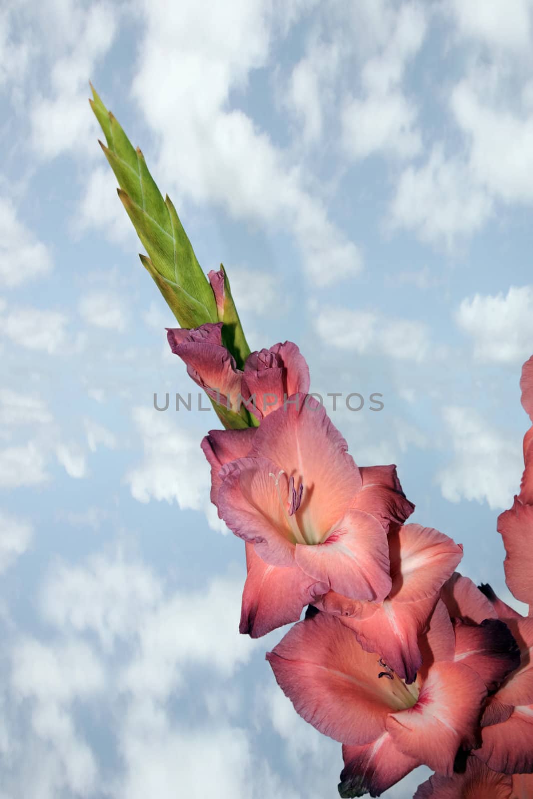 a single pink gladiolus against a cloudy background (with clipping path)