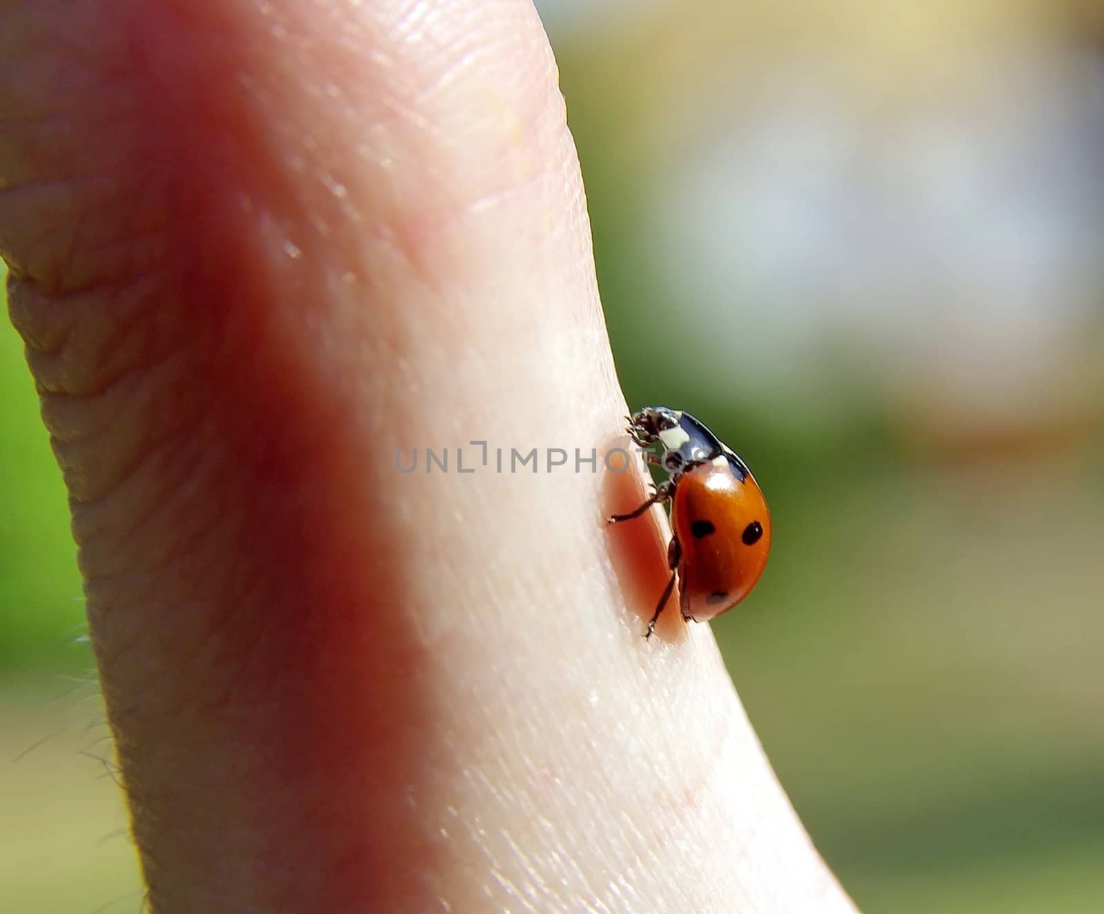 Coccinellidae by FotoFrank