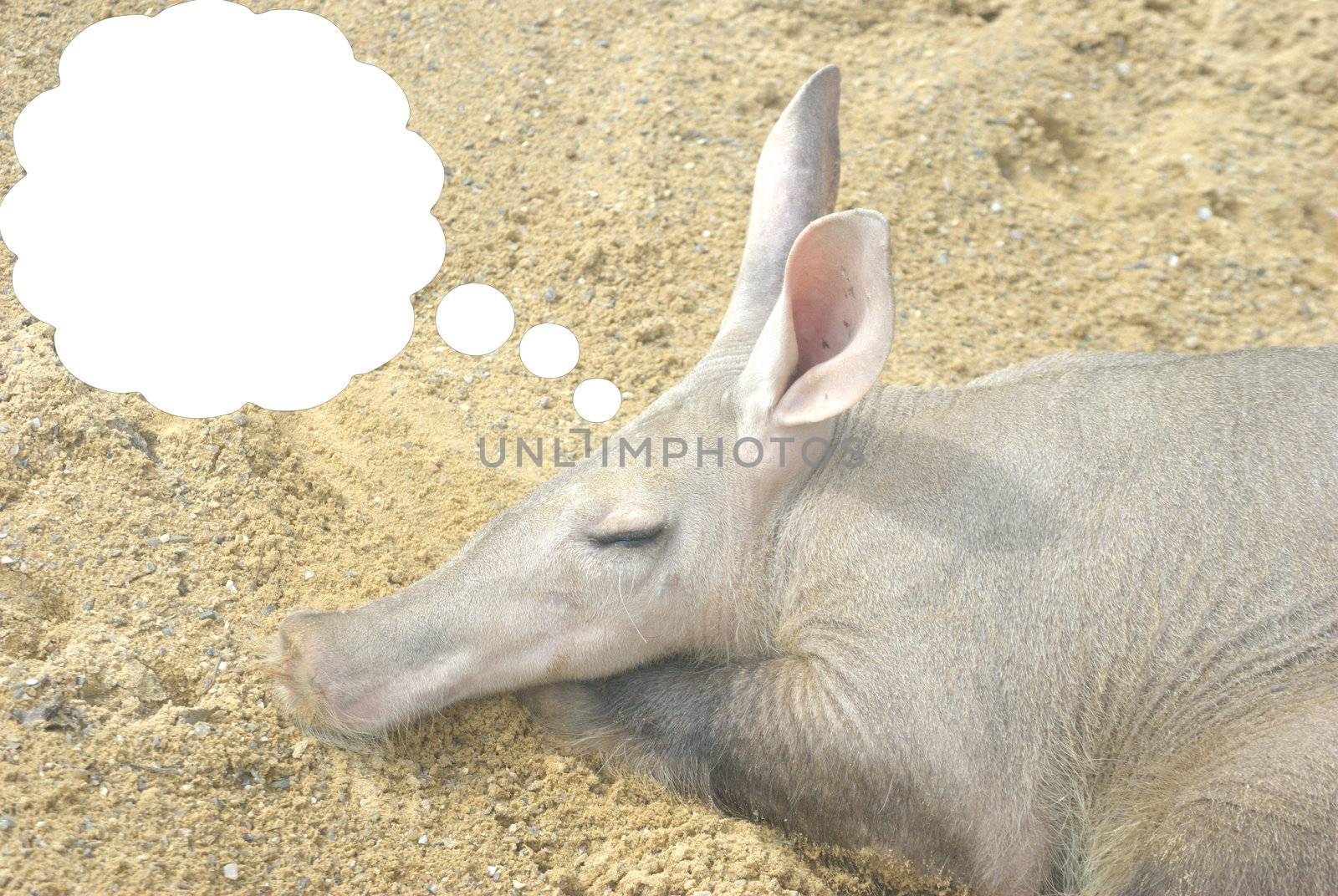 Aardvark asleep dreaming with space for caption