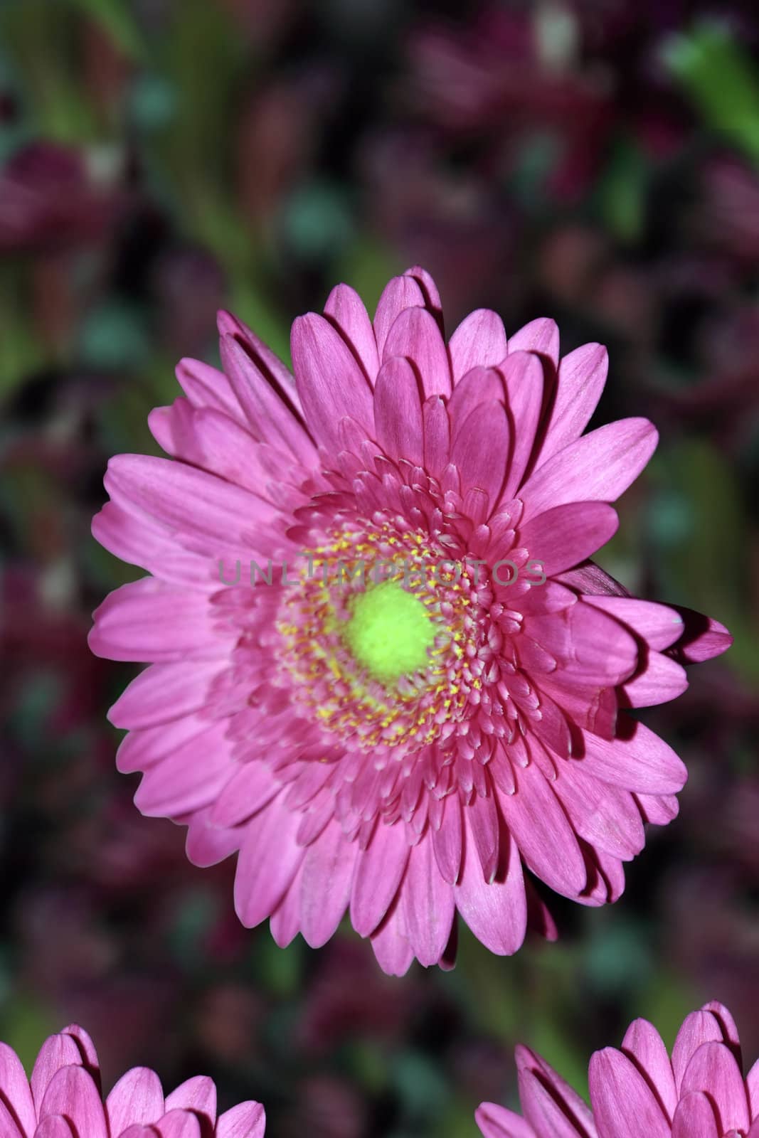 a single red chrysanthemum in detailed close up