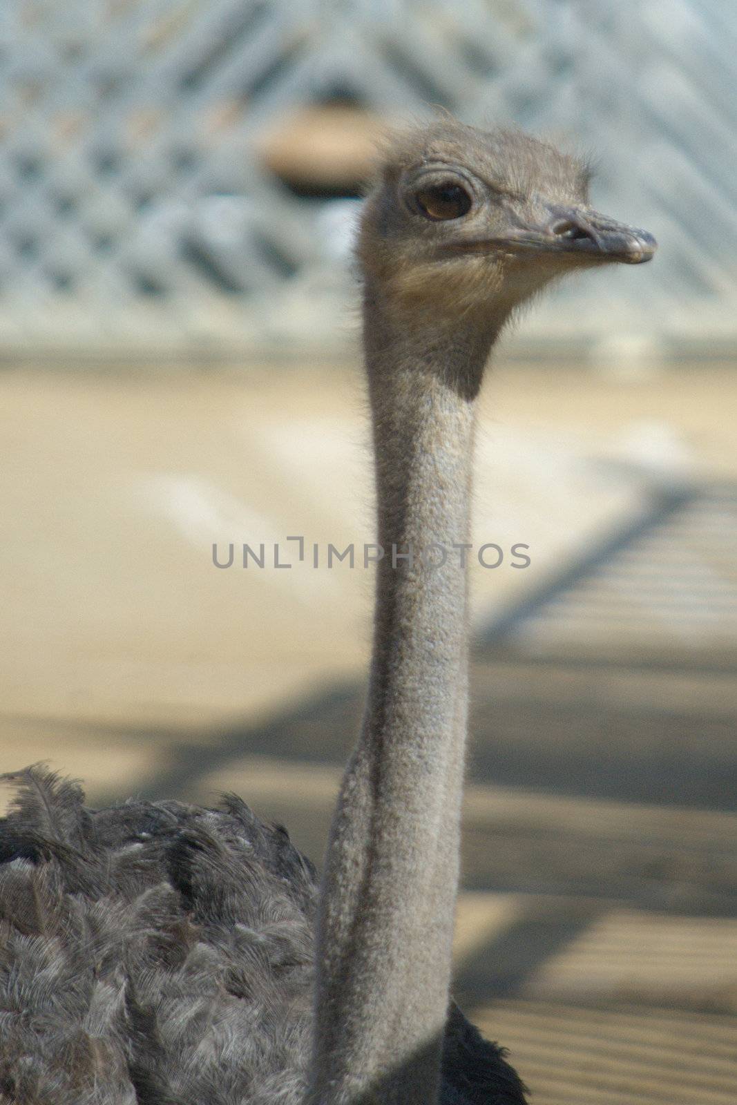 Head of Ostrich