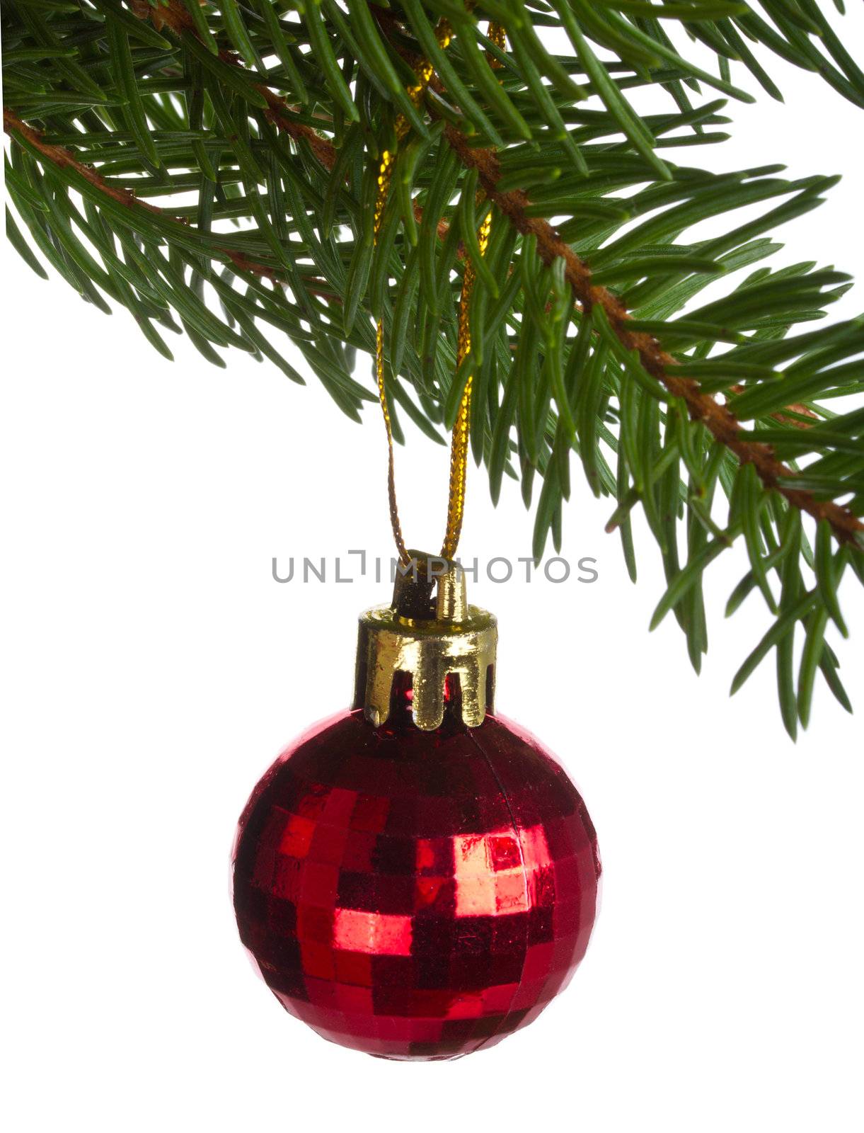 close-up red ball on fir tree branch, isolated on white