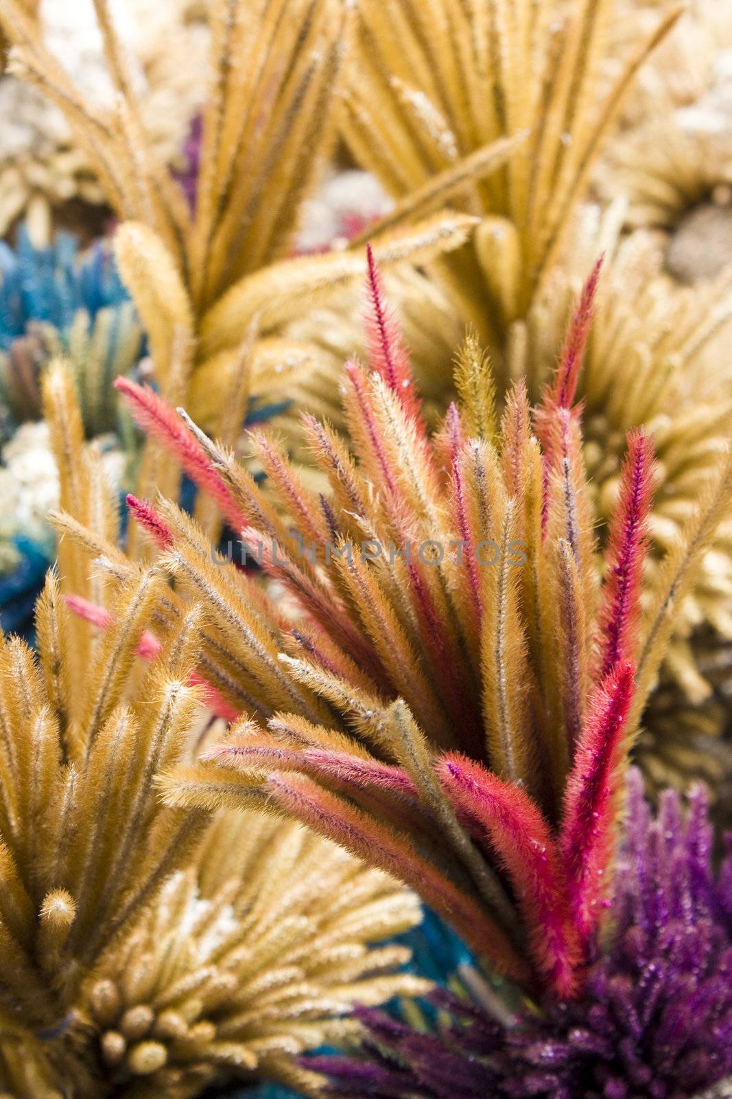 Local dried flowers sold by vendors at the foot of Mount Merapi, Yogyakarta, Indonesia.