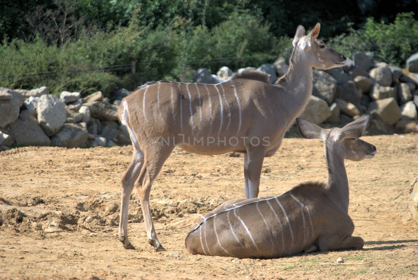 Two african antelope resting in zoo