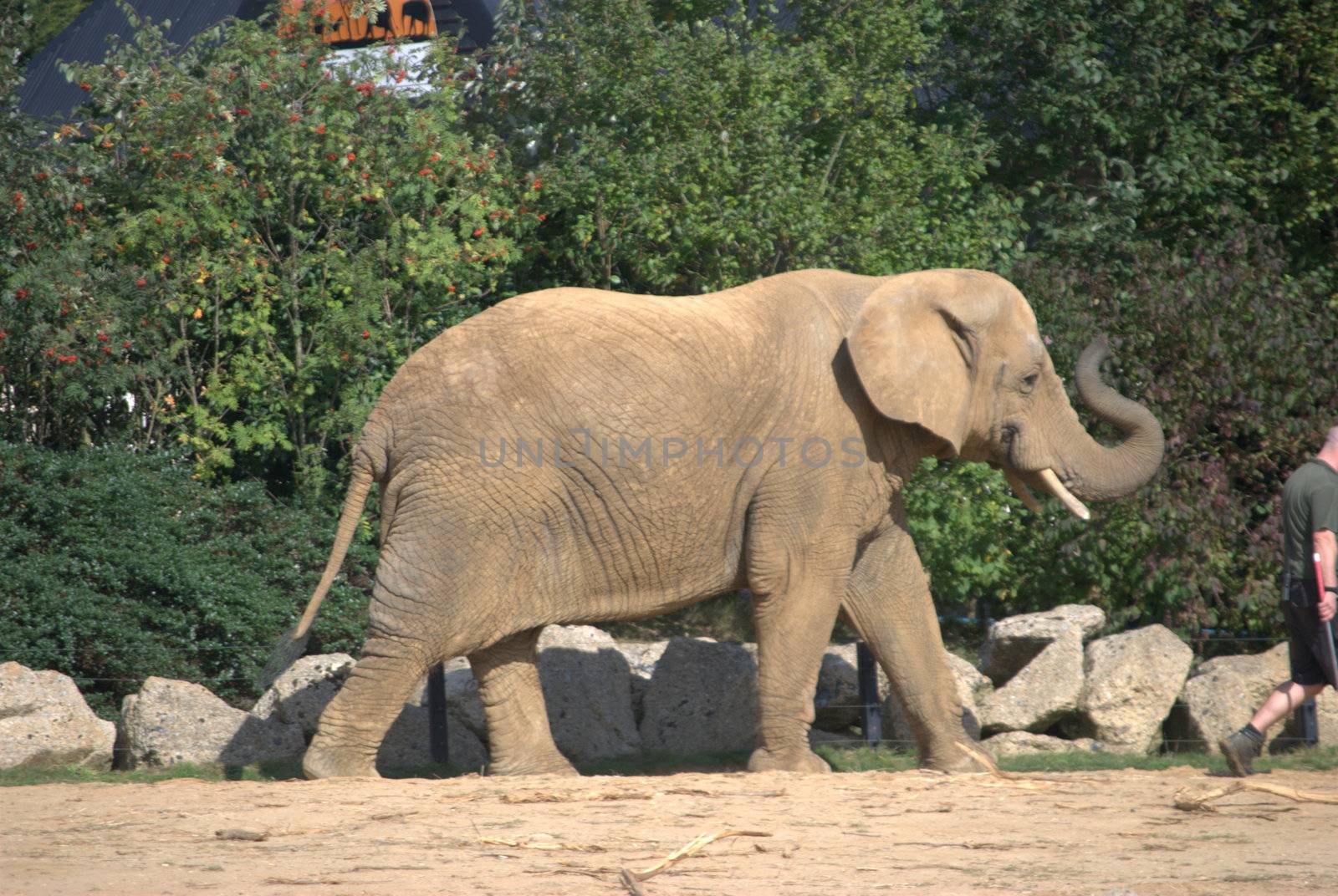 Walking elephant by pauws99