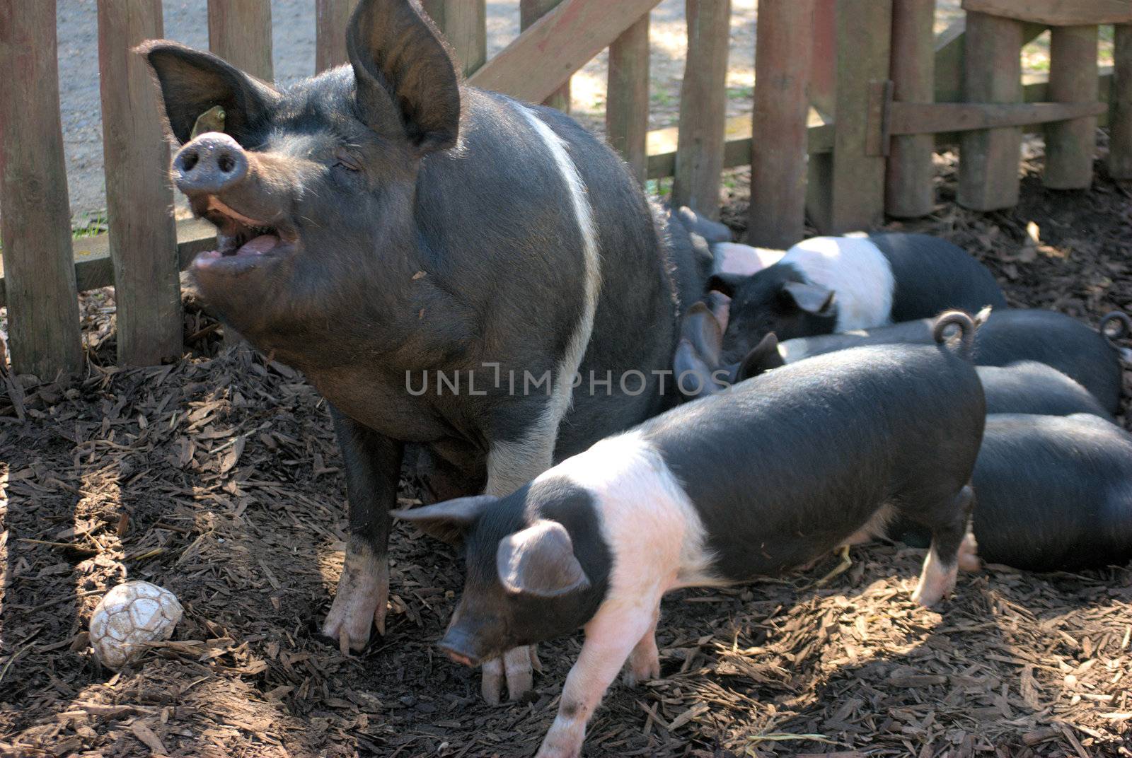 Happy mother pig with piglets