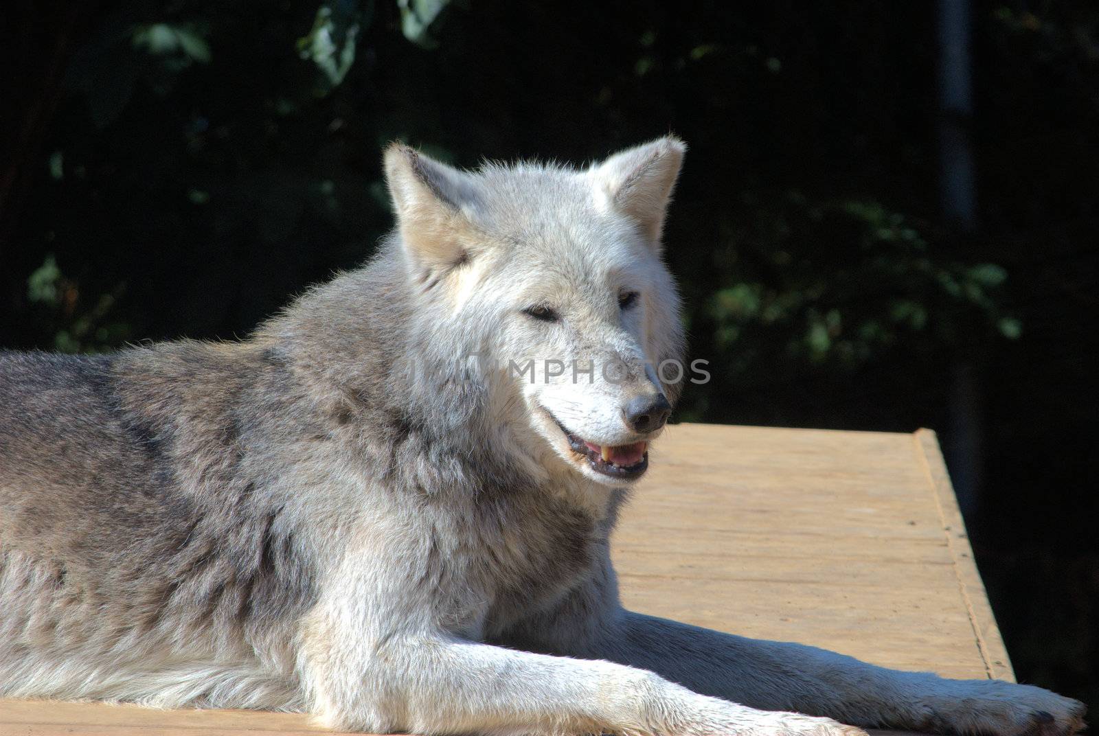 Grey wolf lying down