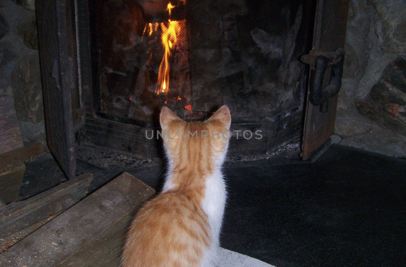 Kitten sitting in front of a fireplace