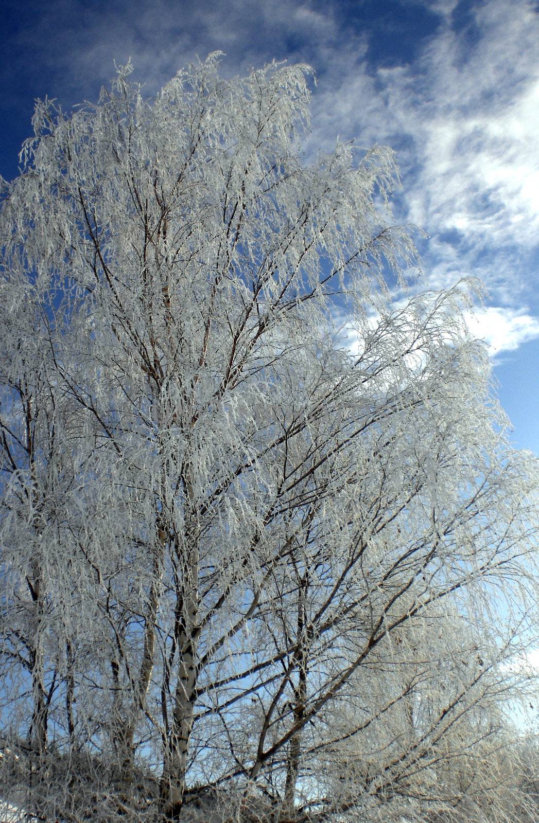 A snowy tree in Norway.