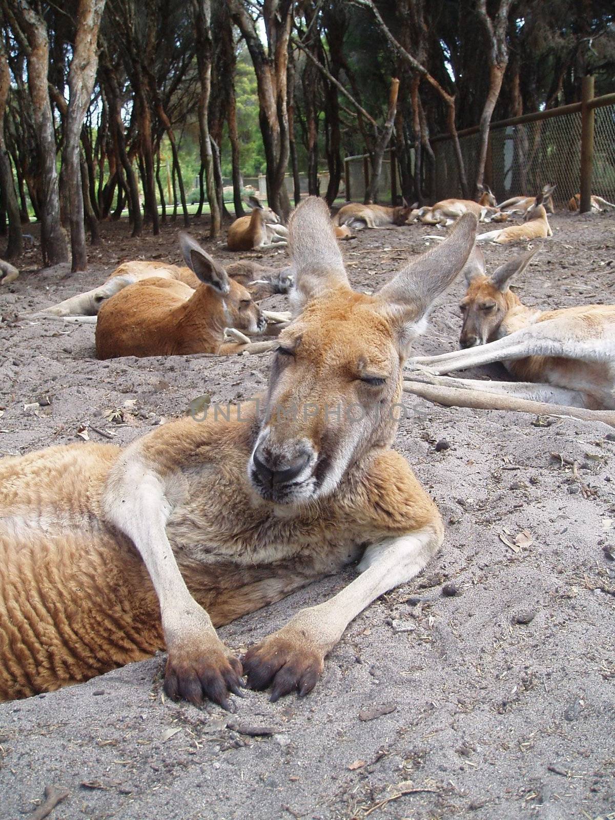 Kangaroo resting in Australia.
