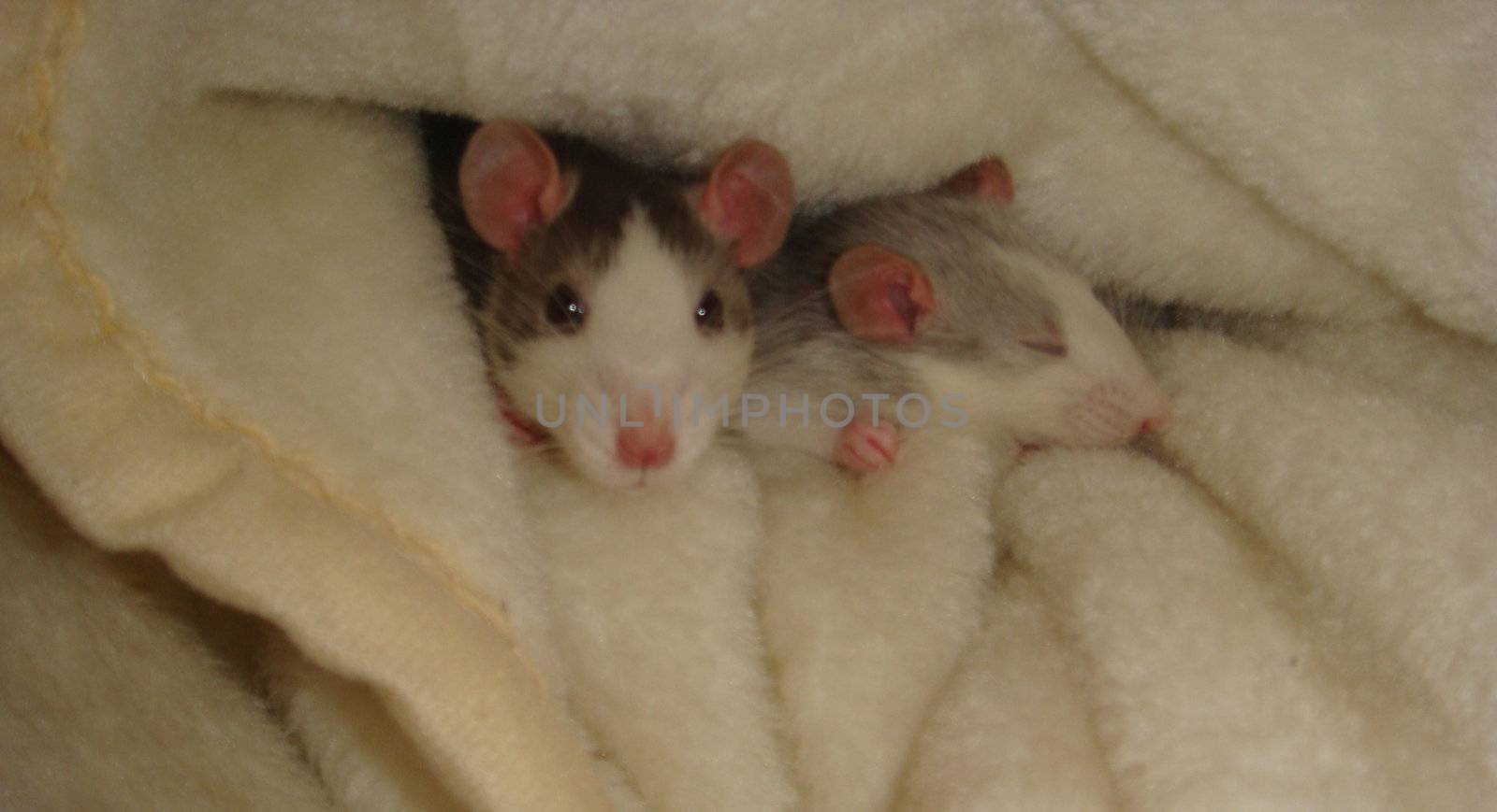 Two rats in a blanket.