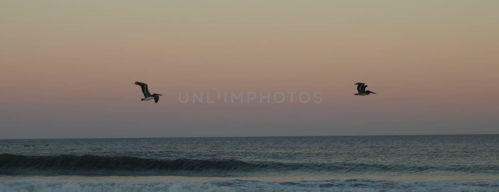 Birds flying lowe over the water as the evening light fades away.