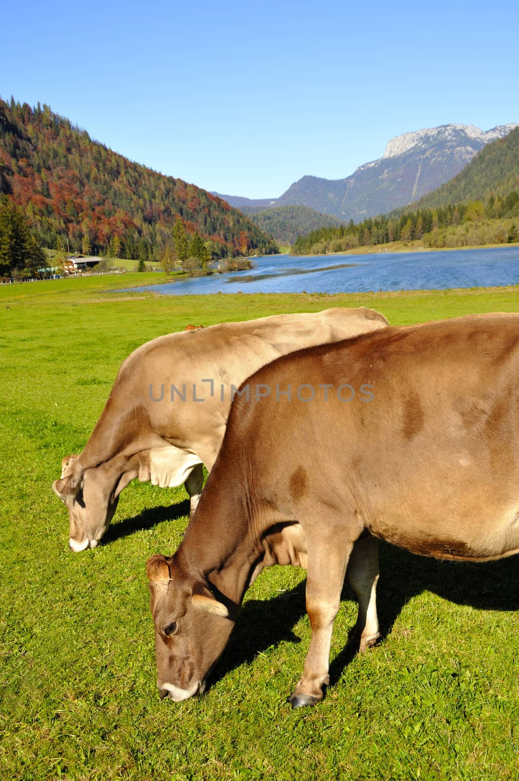 Cows grazing in front of the Pillersee in Tirol