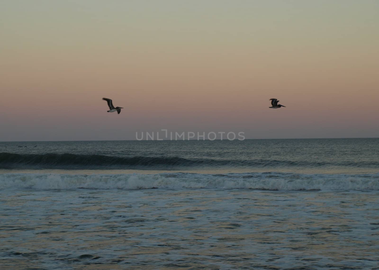 Birds flying lowe over the water as the evening light fades away.