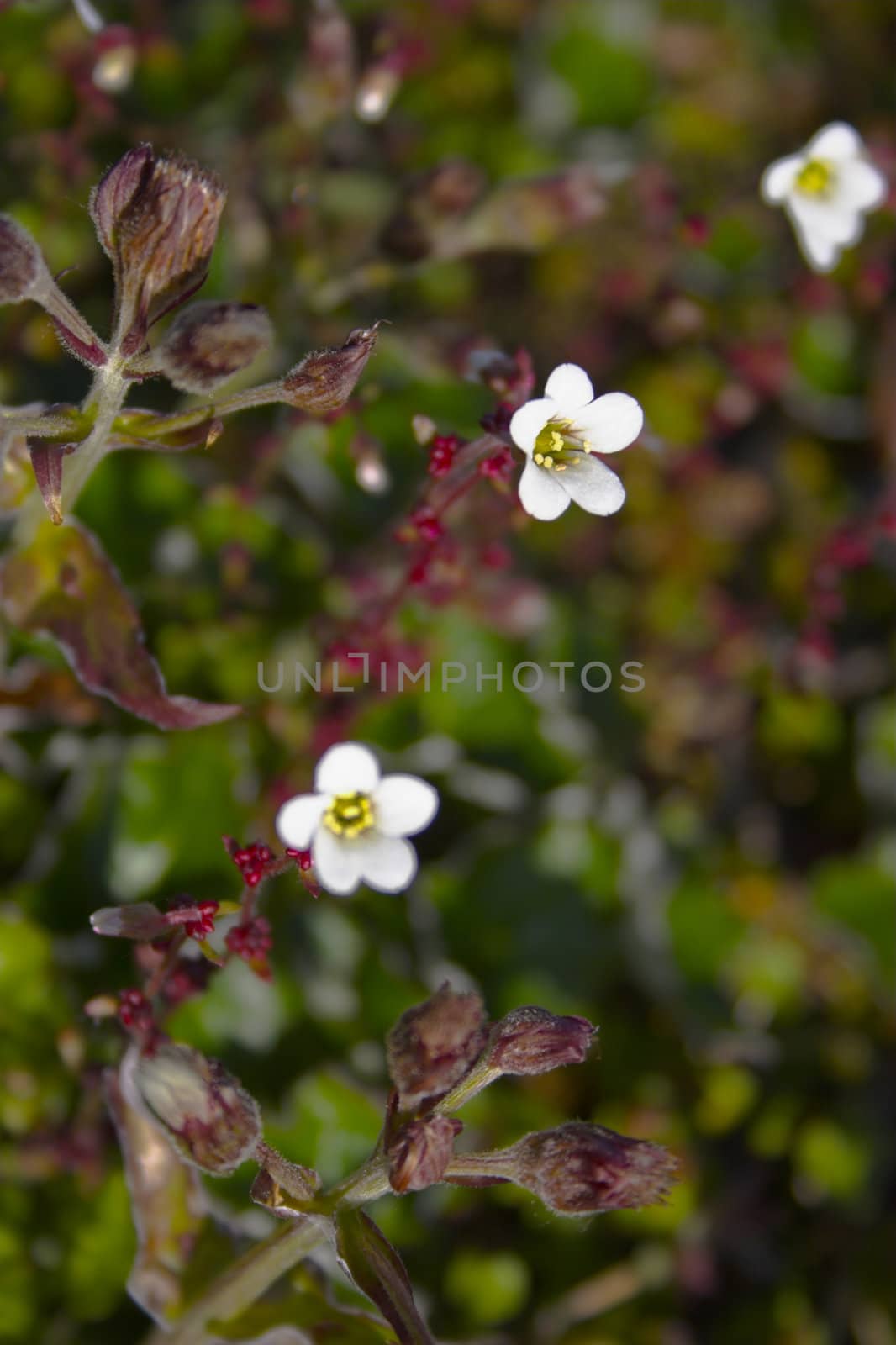 Arctic bloom by georgeburba