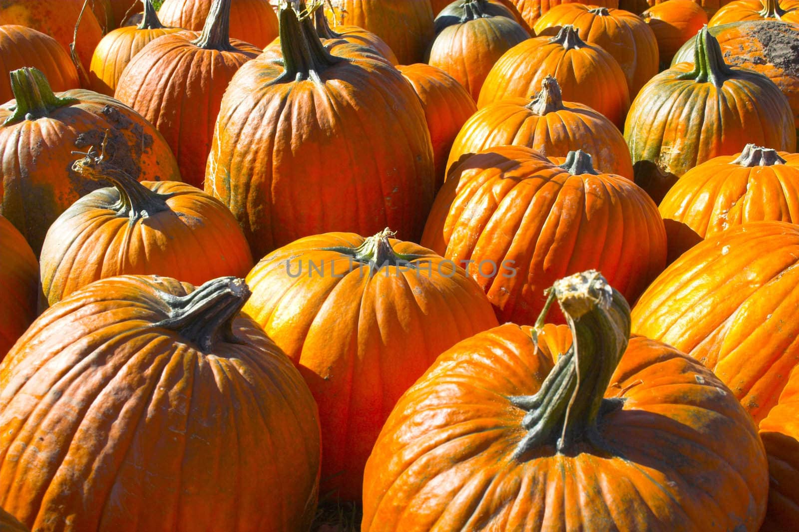 Helloween pumpkin by georgeburba