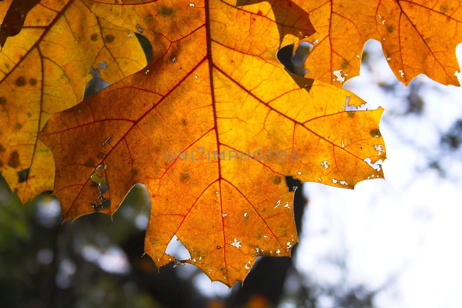 Fragment of Autumn by georgeburba