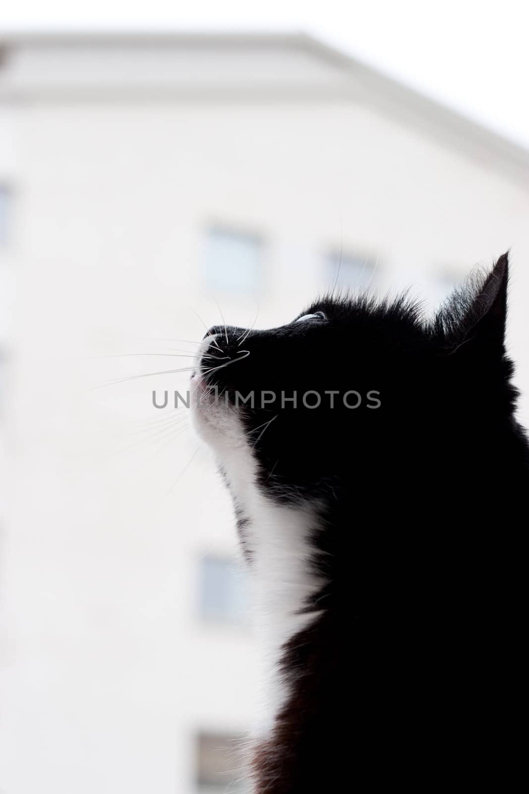 cat looking at the sky by ctacik