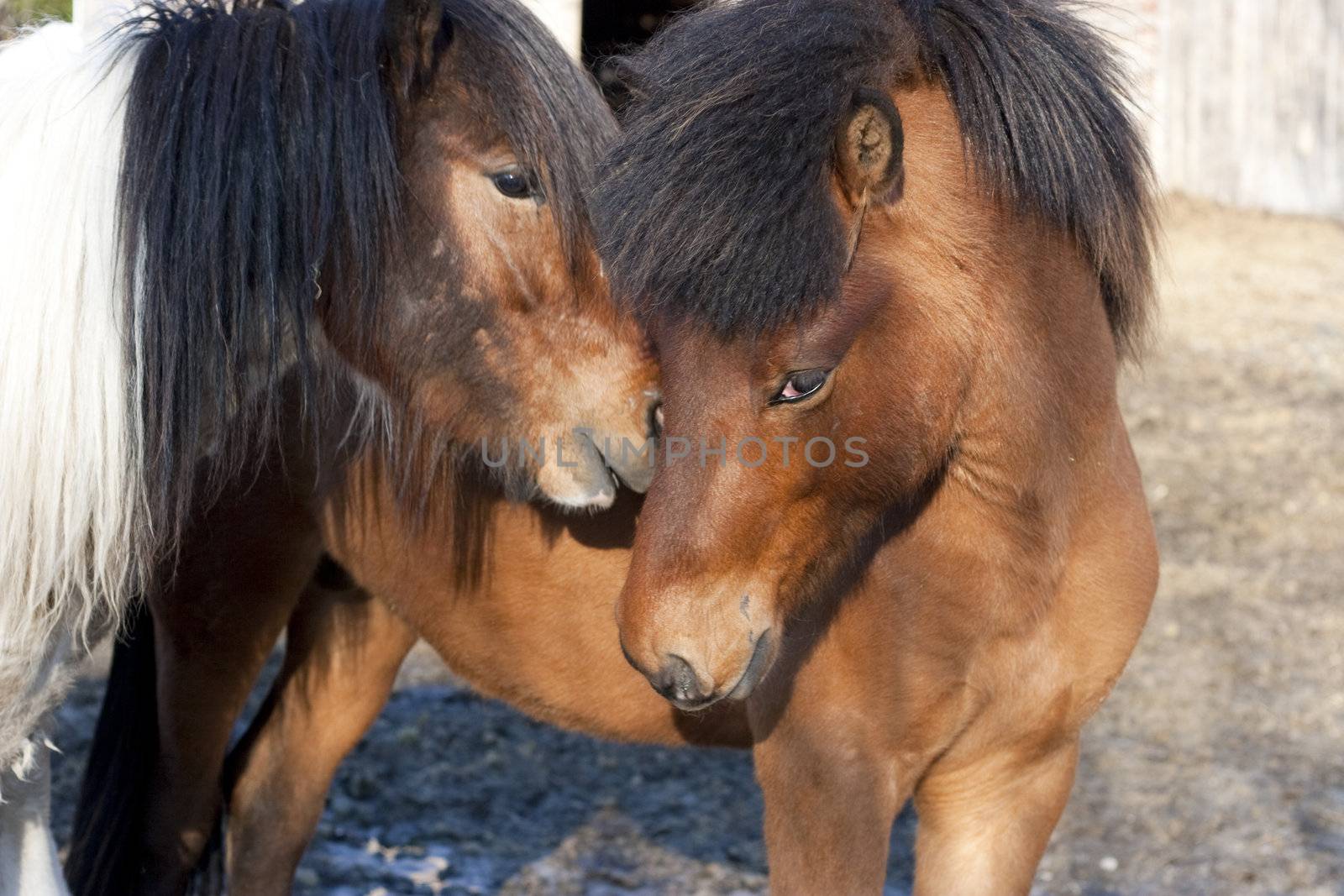 Two horses standing close to each other