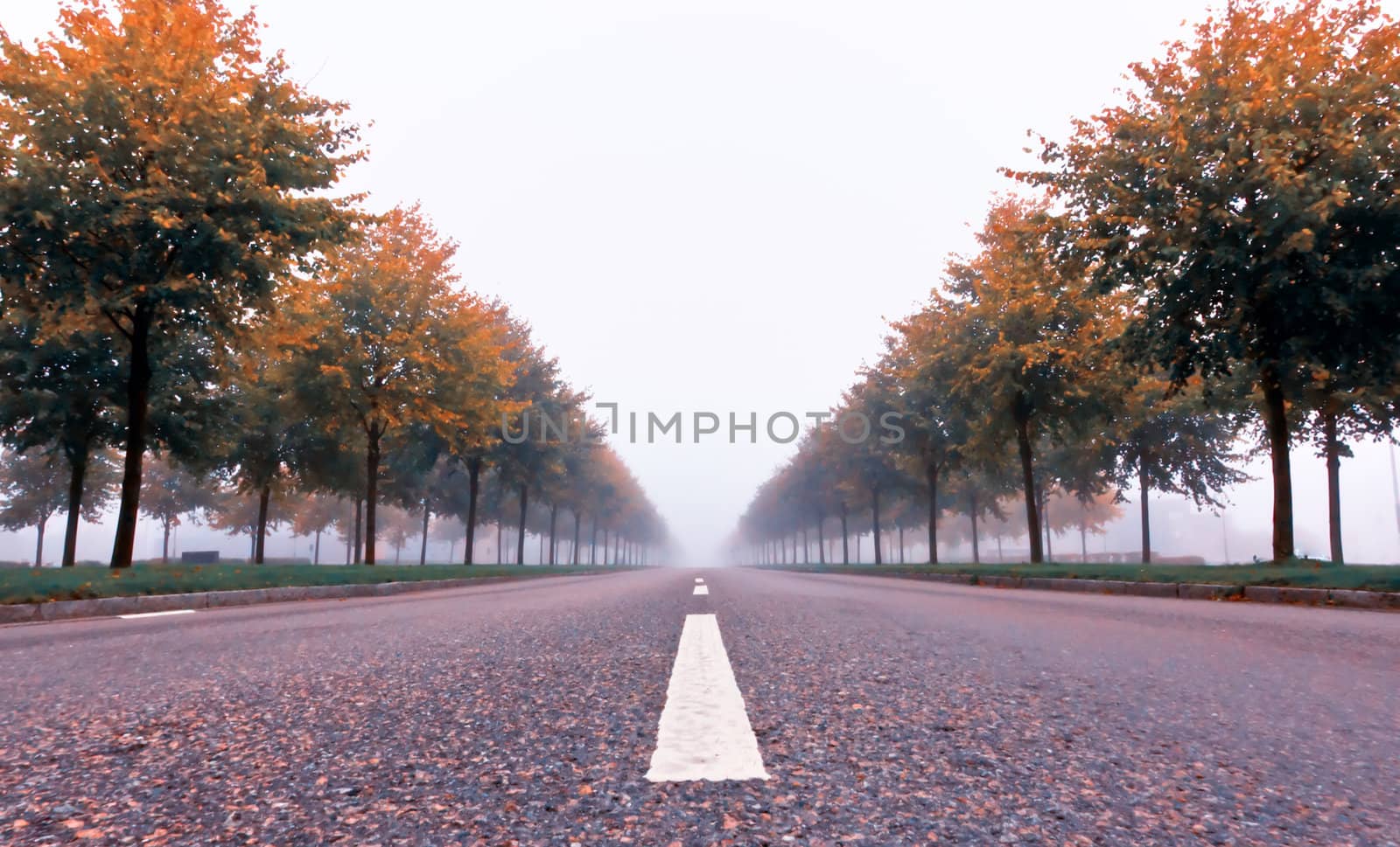 Photograph of a deserted road on a misty autumn morning