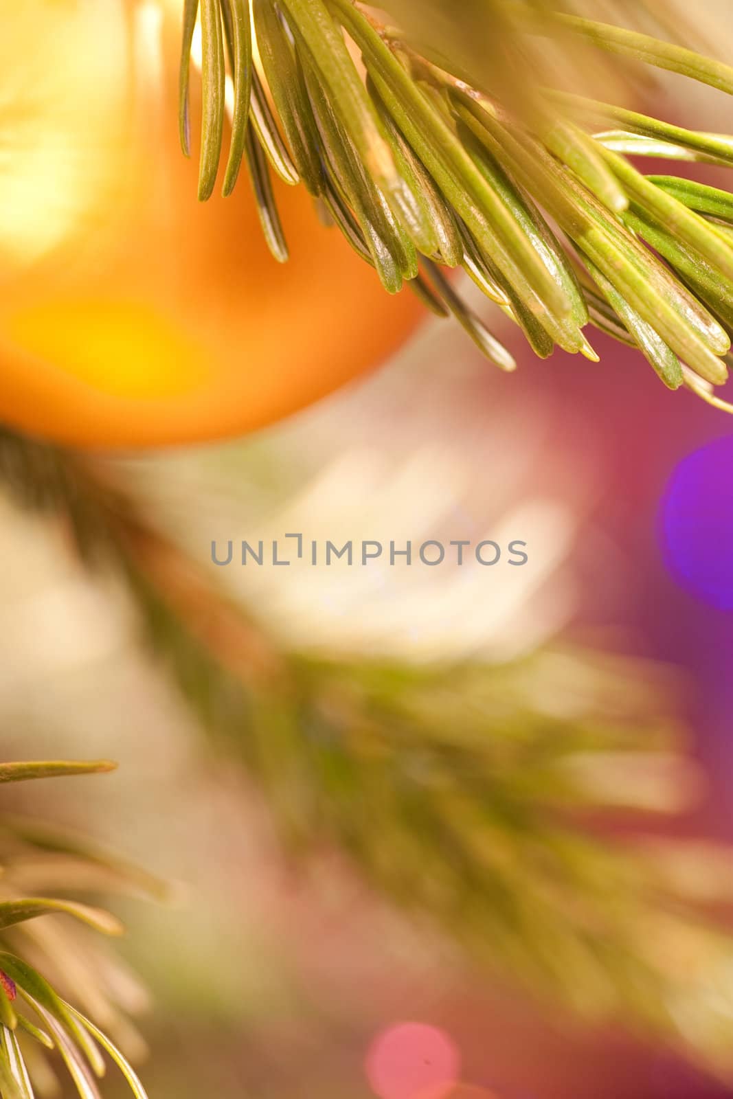 The golden christmas ball hangs on a pine branch by ctacik