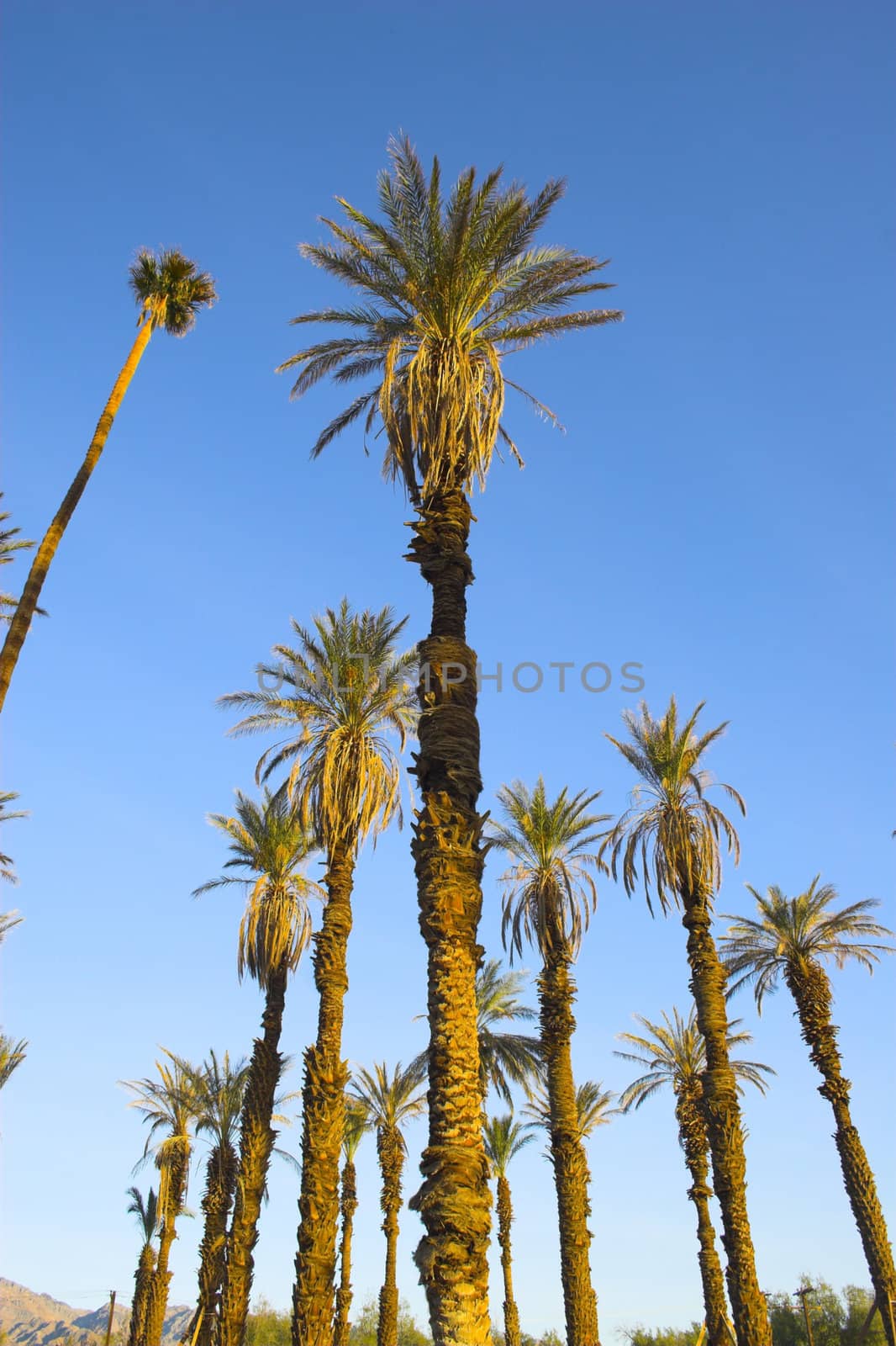 Palm oasis in the desert landscape of Death Valley National Park