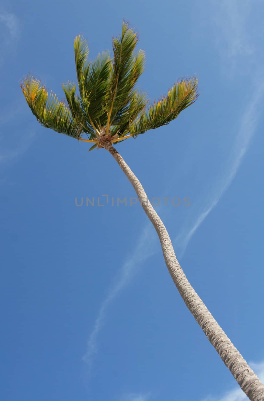 A single tropical palm tree shot looking up at it, against a blue sky.