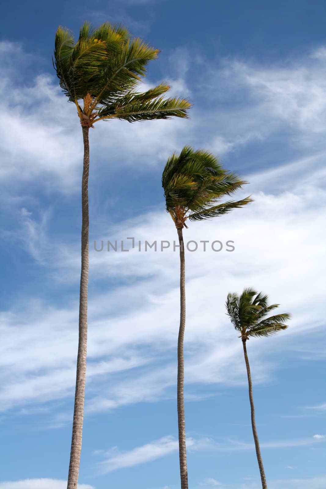 Three Palm Trees Isolated on Blue
 by ca2hill