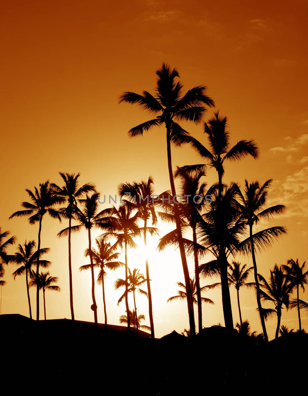 Coconut Palm Tree Silhouettes
 by ca2hill