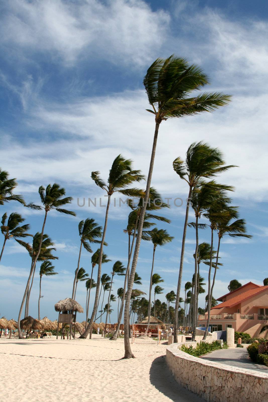 Wind swept palm trees on a tropical resort.