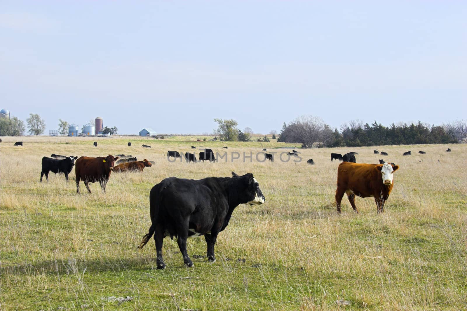 Cows surrounded by colorful fields and meadows