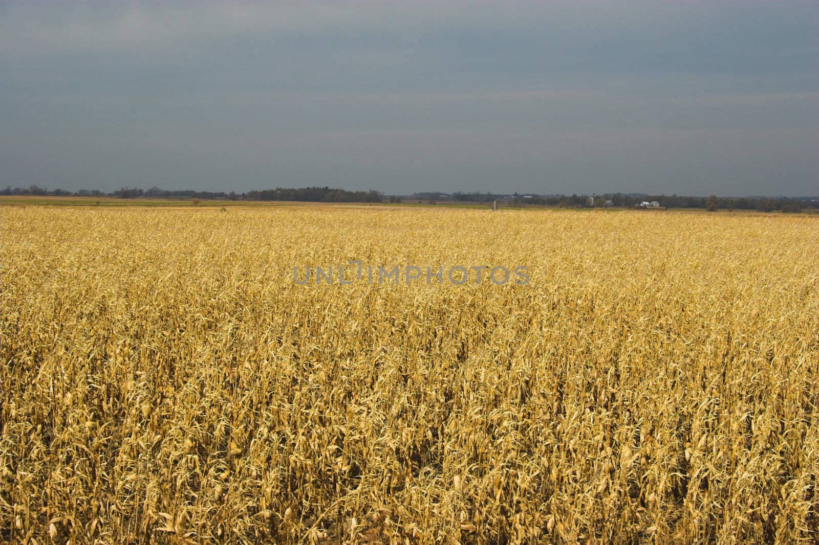 Countryside surrounded by colorful fields and meadows