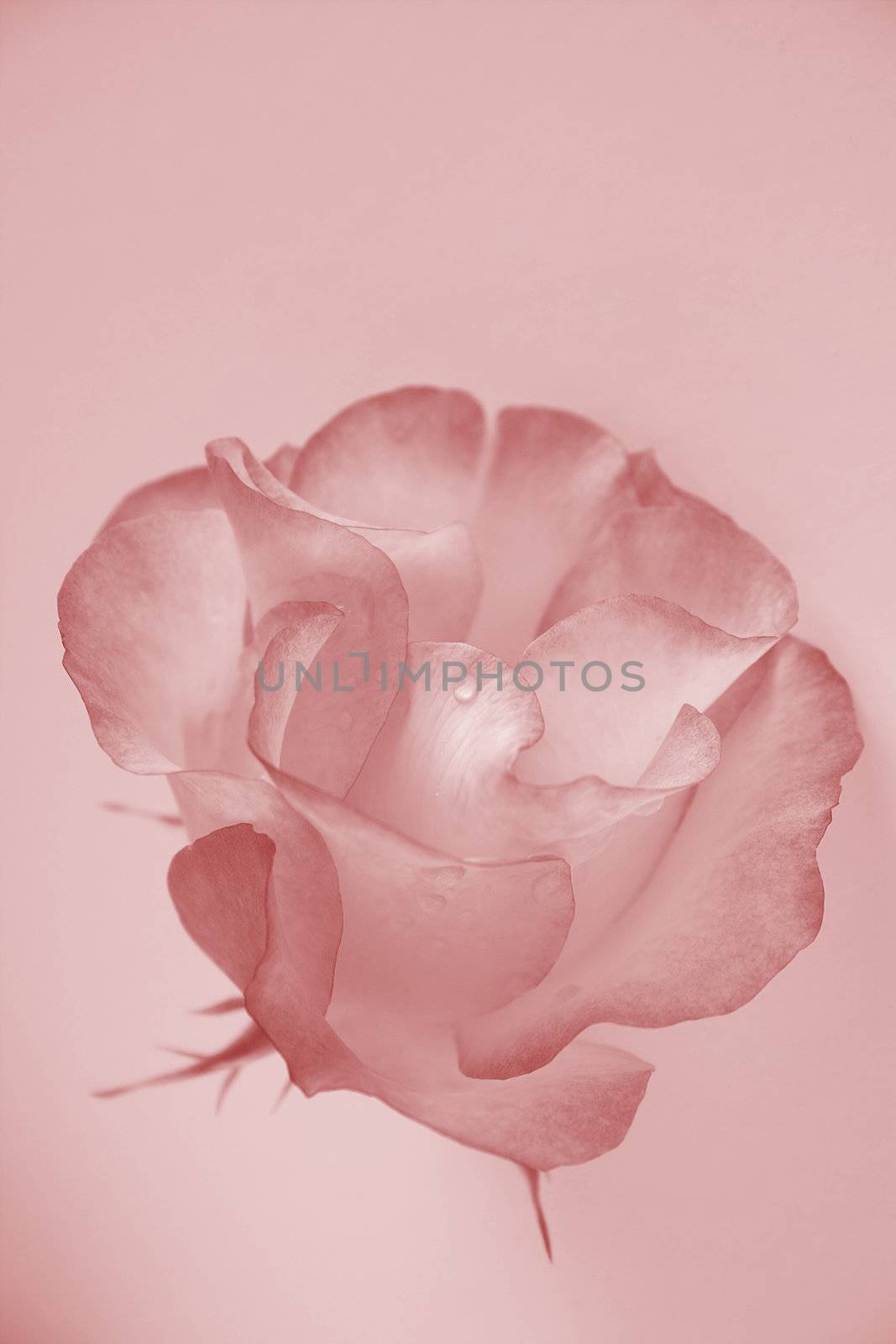 delicate rose by leafy