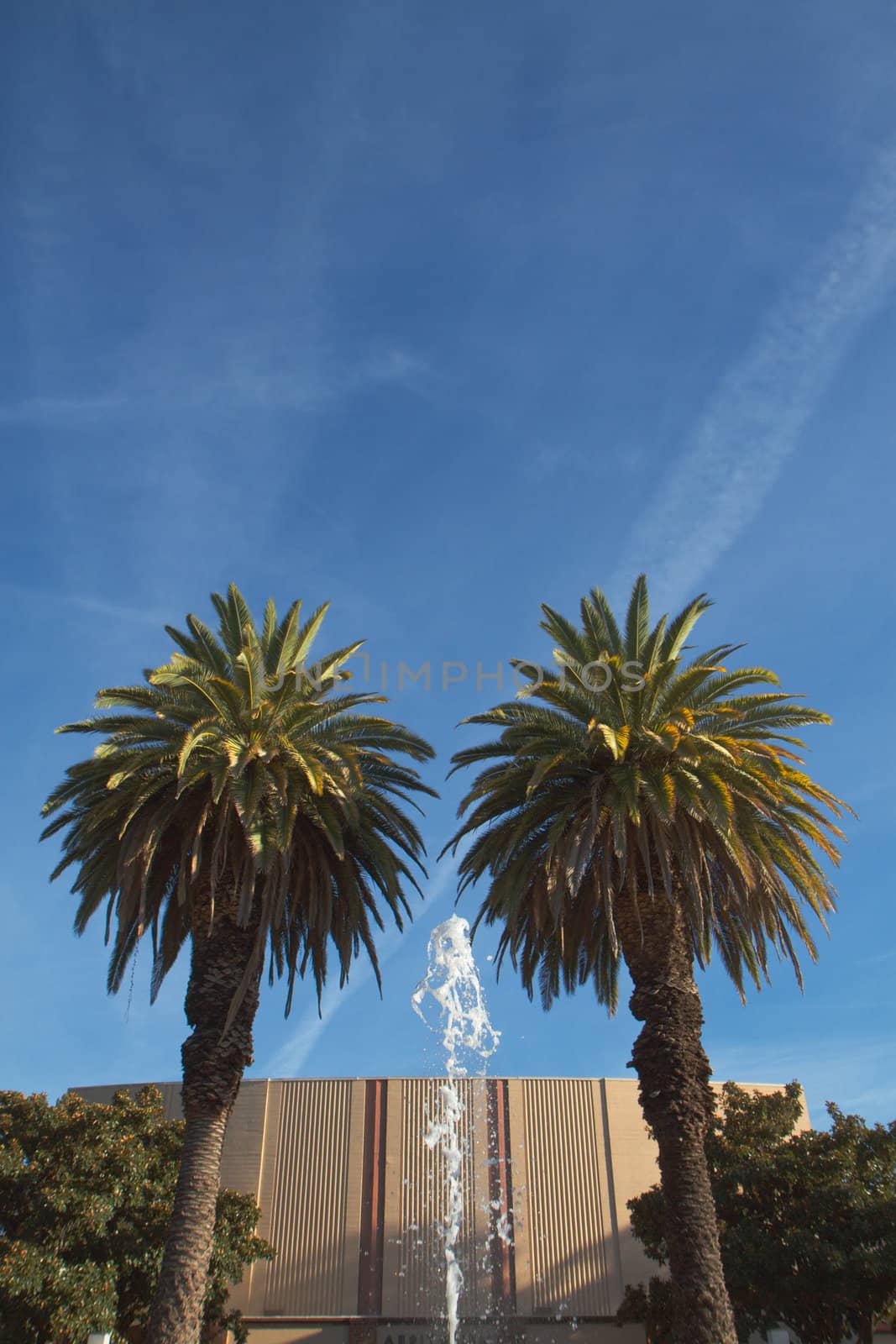 fountain palms vertical by bobkeenan