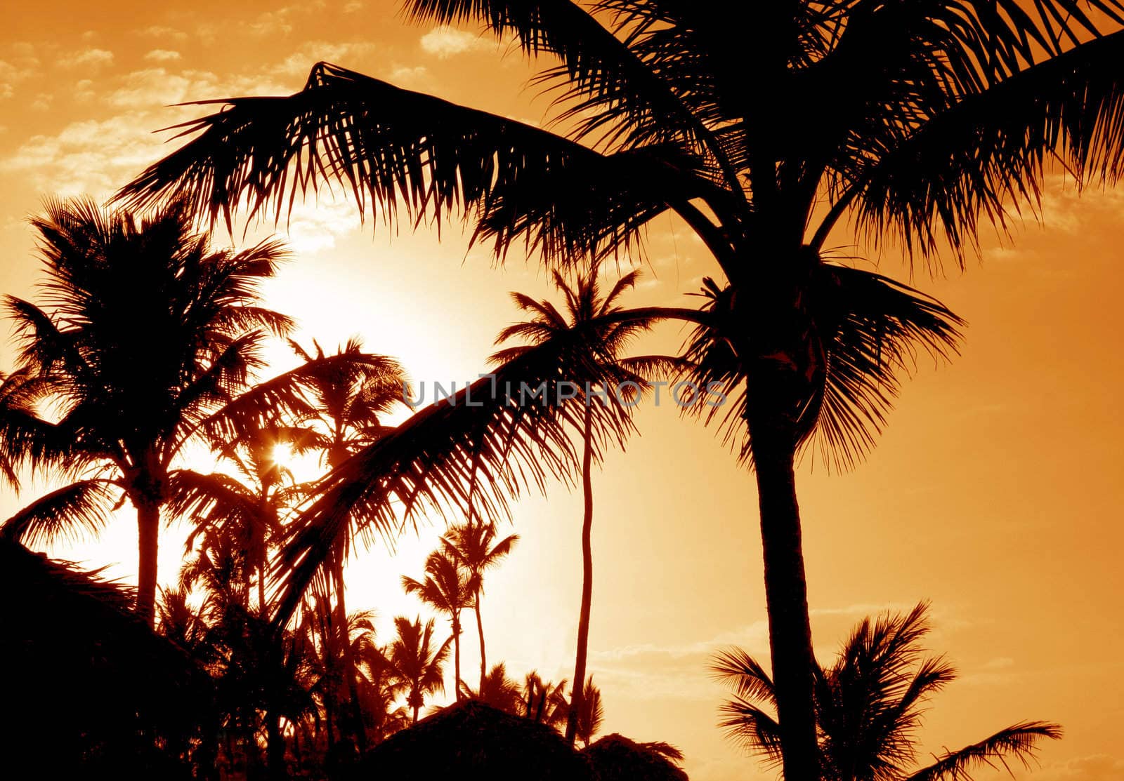 The silhouettes of a bunch of palm trees shot against the setting sun.
