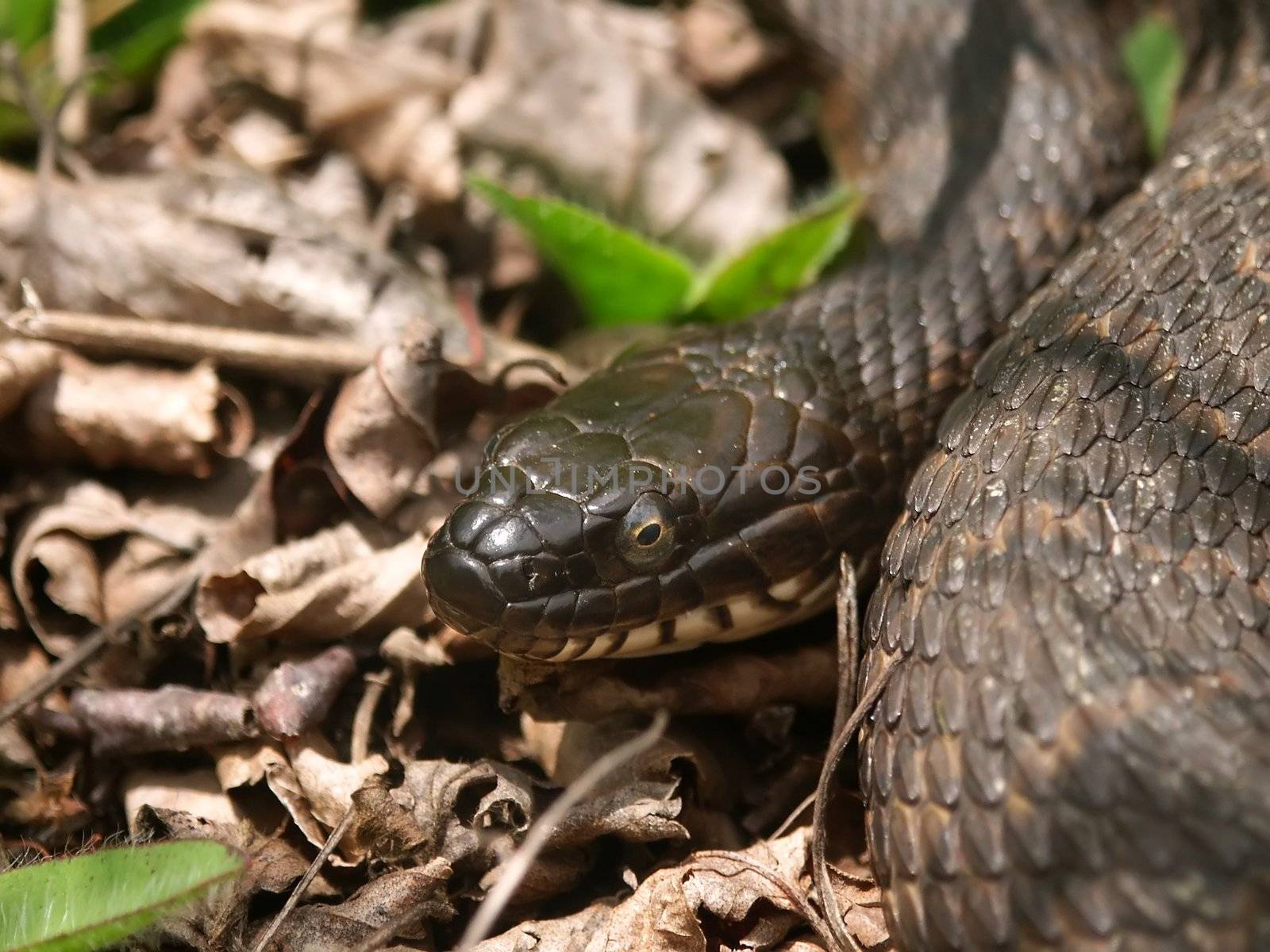 A Northern Watersnake (Nerodia sipedon) off the Bearskin trail in the northwoods of Wisconsin.