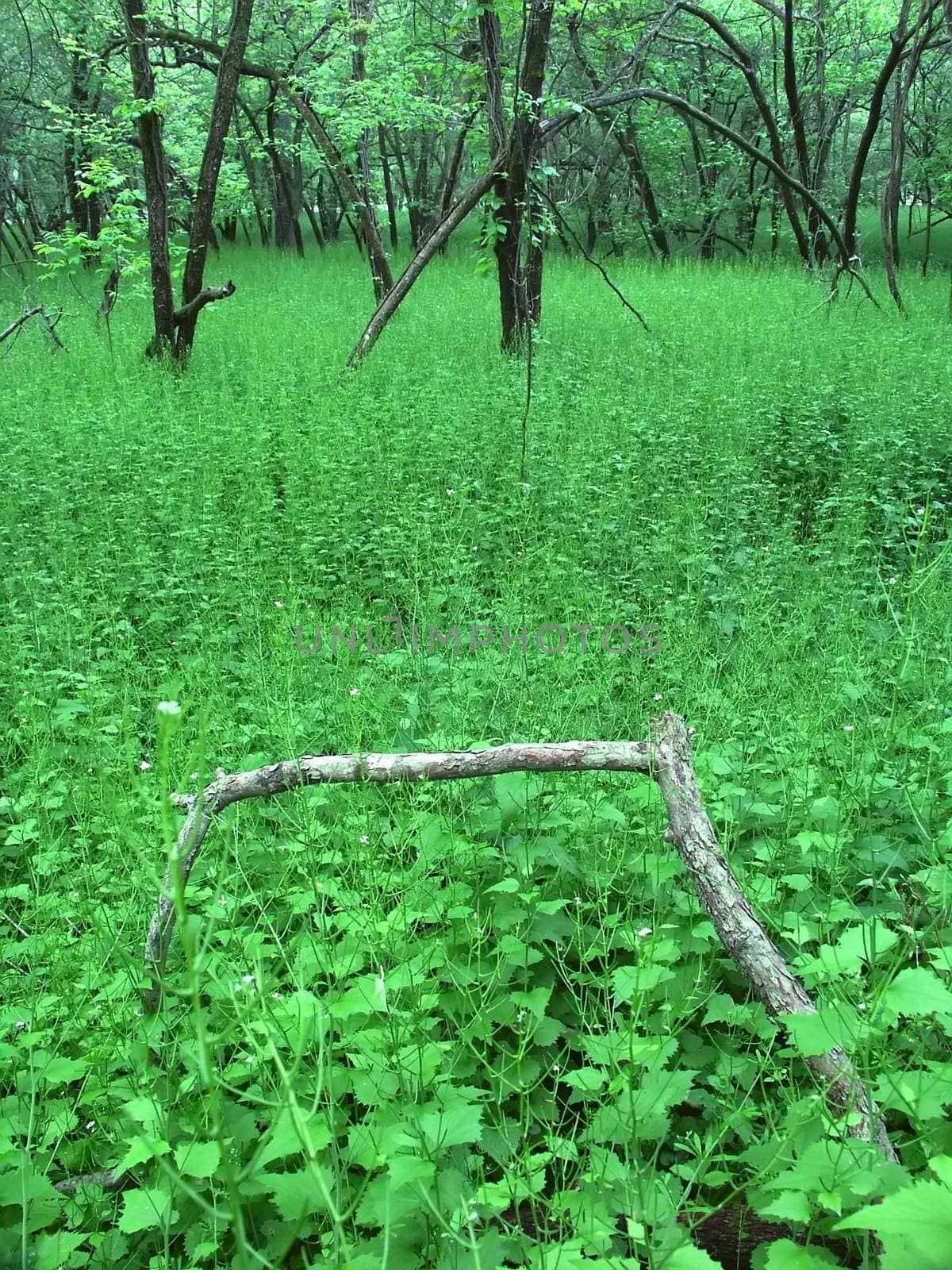 Dense understory vegetation covers the forest floor at Blackhawk Springs Forest Preserve in Illinois.