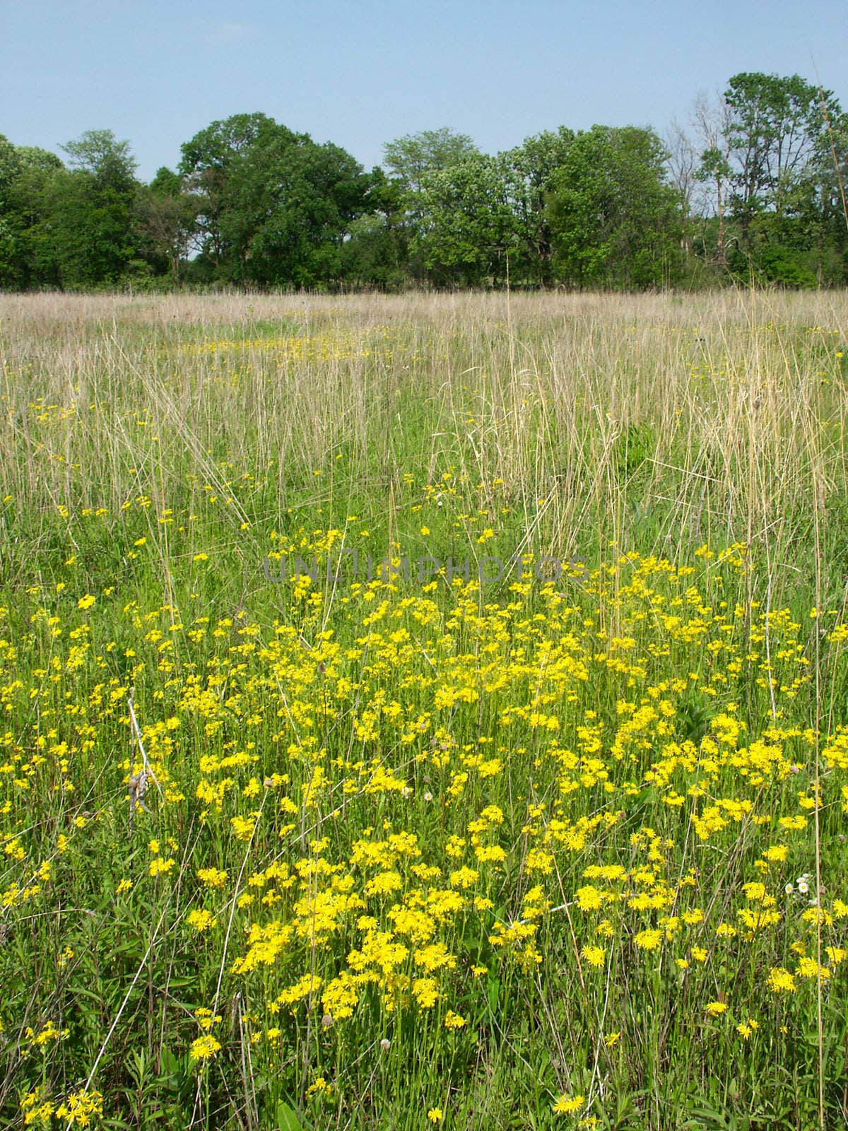Beautiful yellow flowers bloom in a prairie at Deer Run Forest Preserve - northern Illinois.